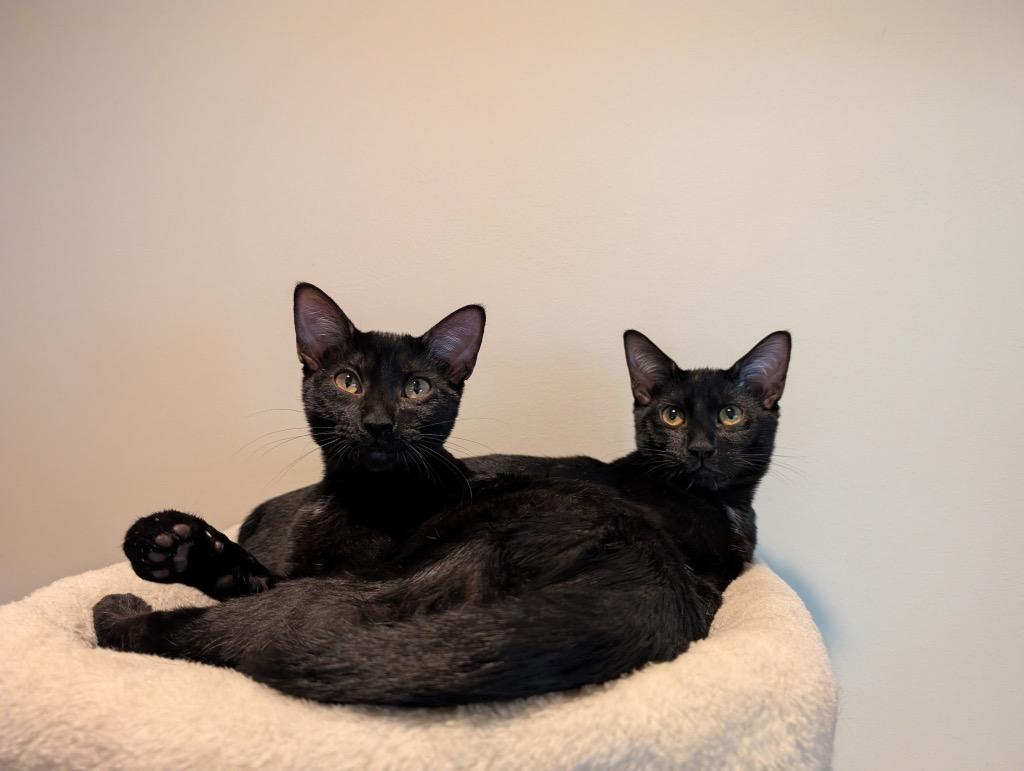 Midnight, Adoptable, Young Male Domestic Short Hair.