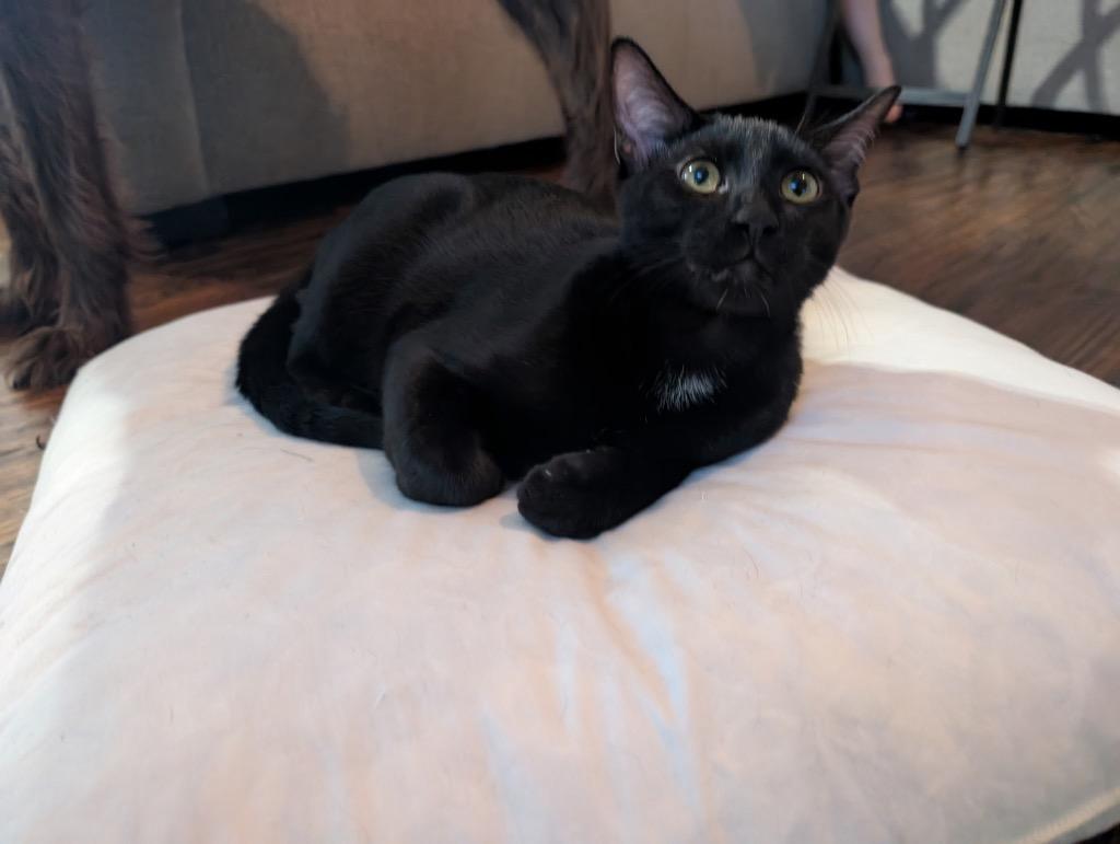 Enlarge Midnight, a Adoptable mixed breed in Claremore, OK image 2/6