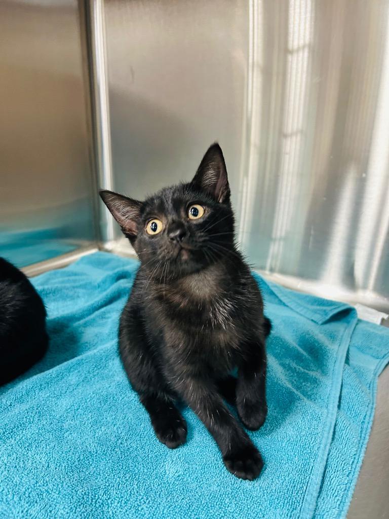 Enlarge Midnight, a Adoptable mixed breed in Claremore, OK image 4/6