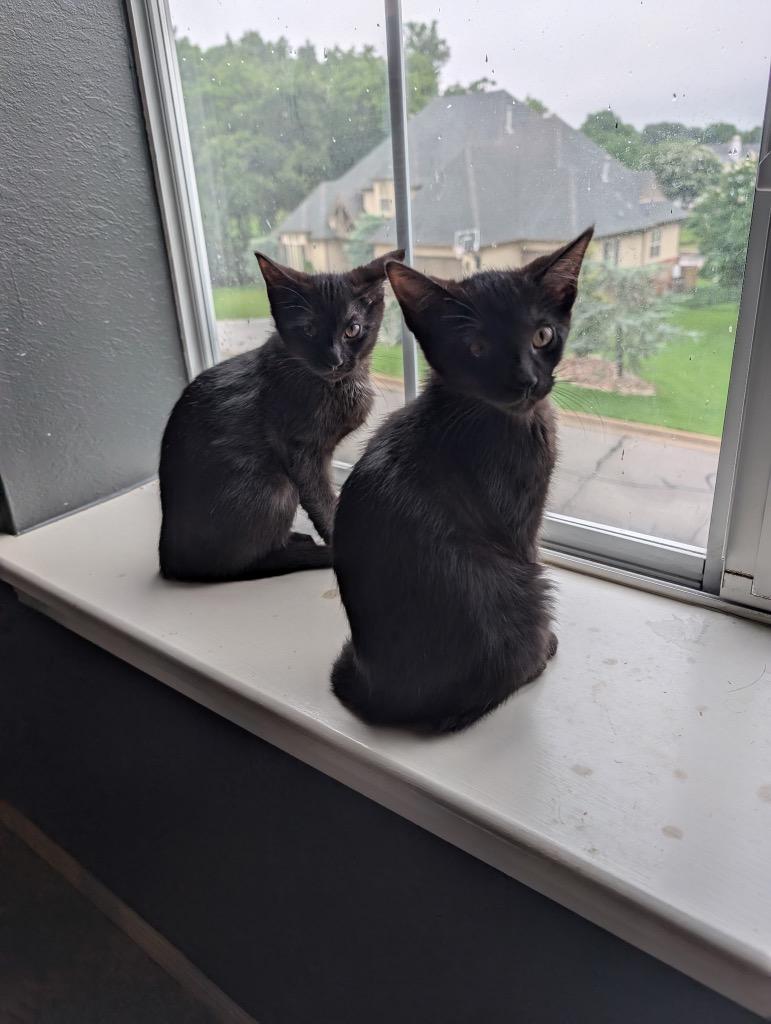 Midnight, a Adoptable mixed breed in Claremore, OK image 4/6