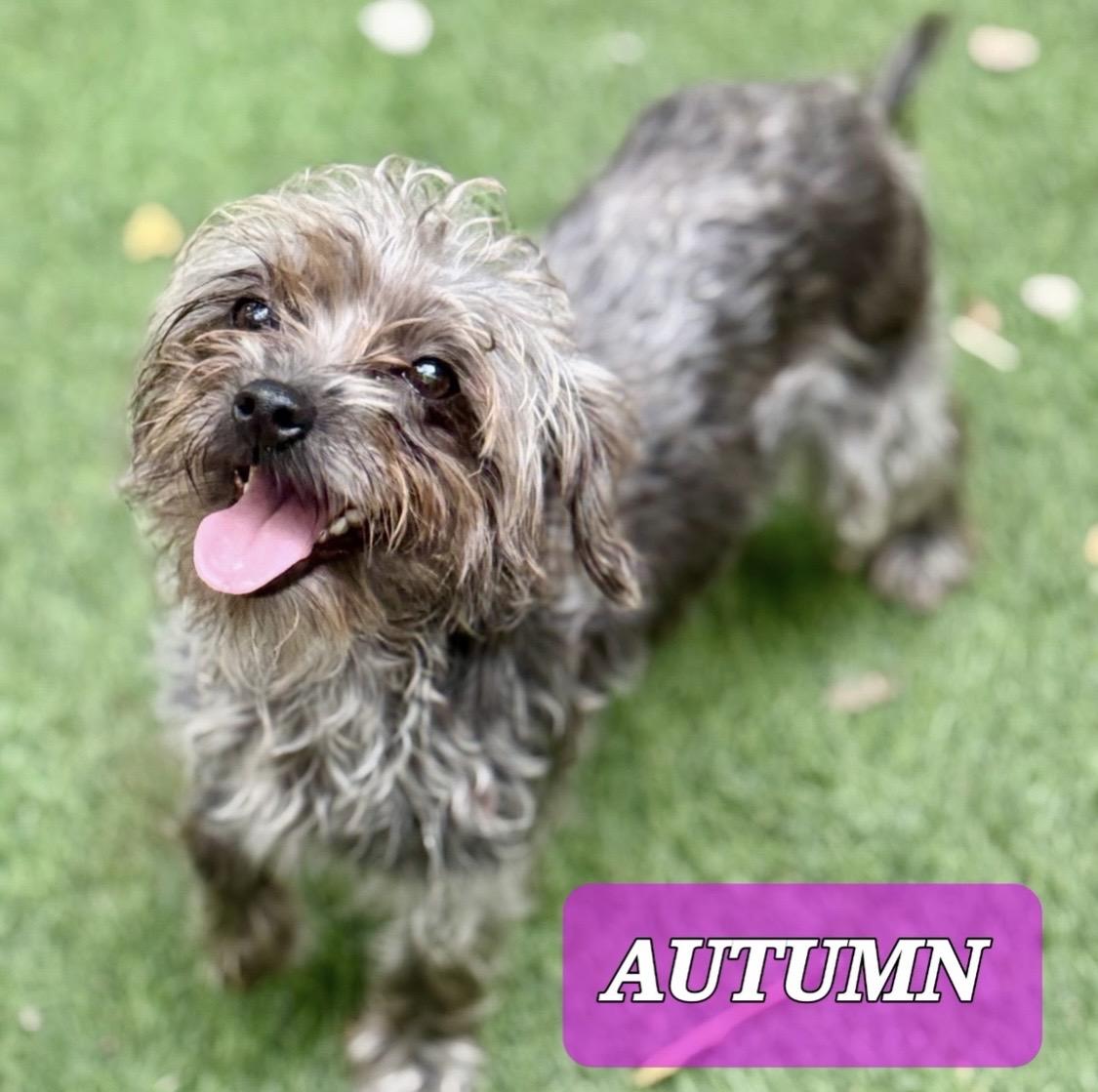 Enlarge Autumn , an adopted mixed breed in West Palm Beach, FL image 6/6