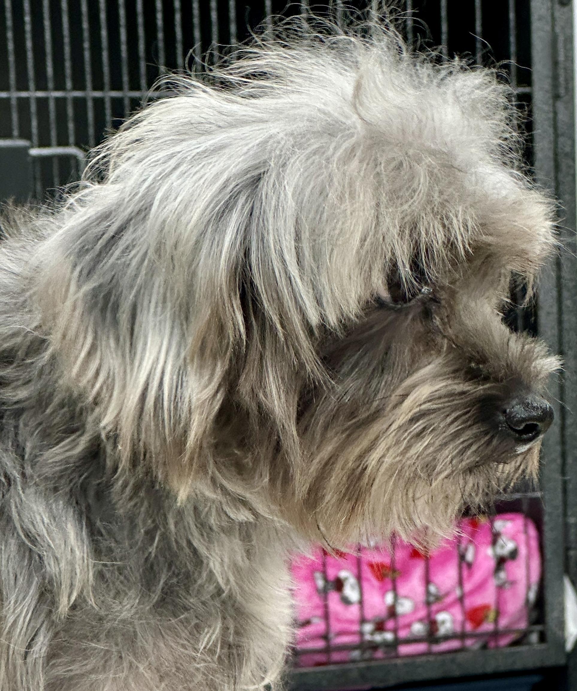 Enlarge Autumn , an adopted mixed breed in West Palm Beach, FL image 4/6