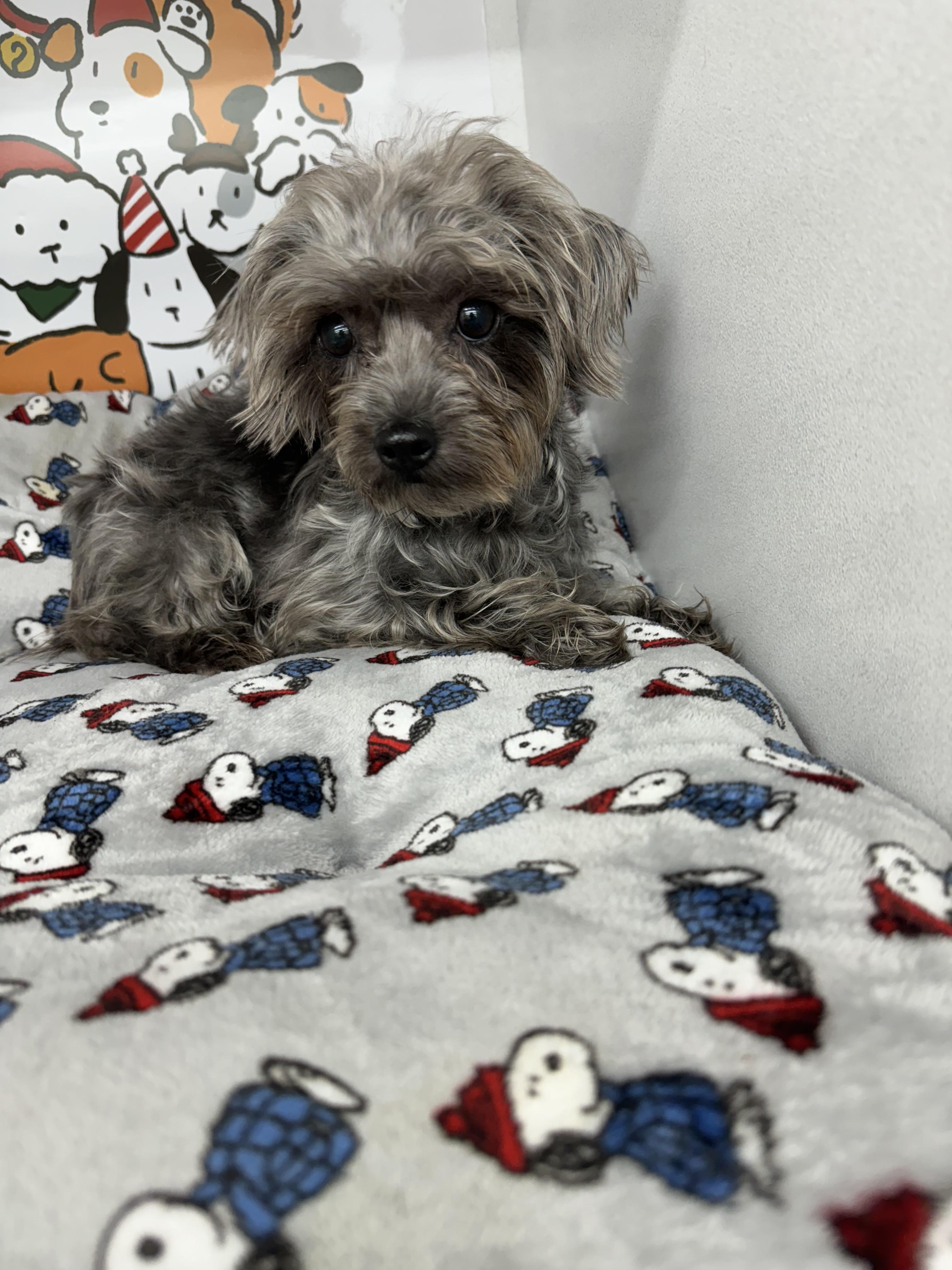 Enlarge Autumn , an adopted mixed breed in West Palm Beach, FL image 5/6