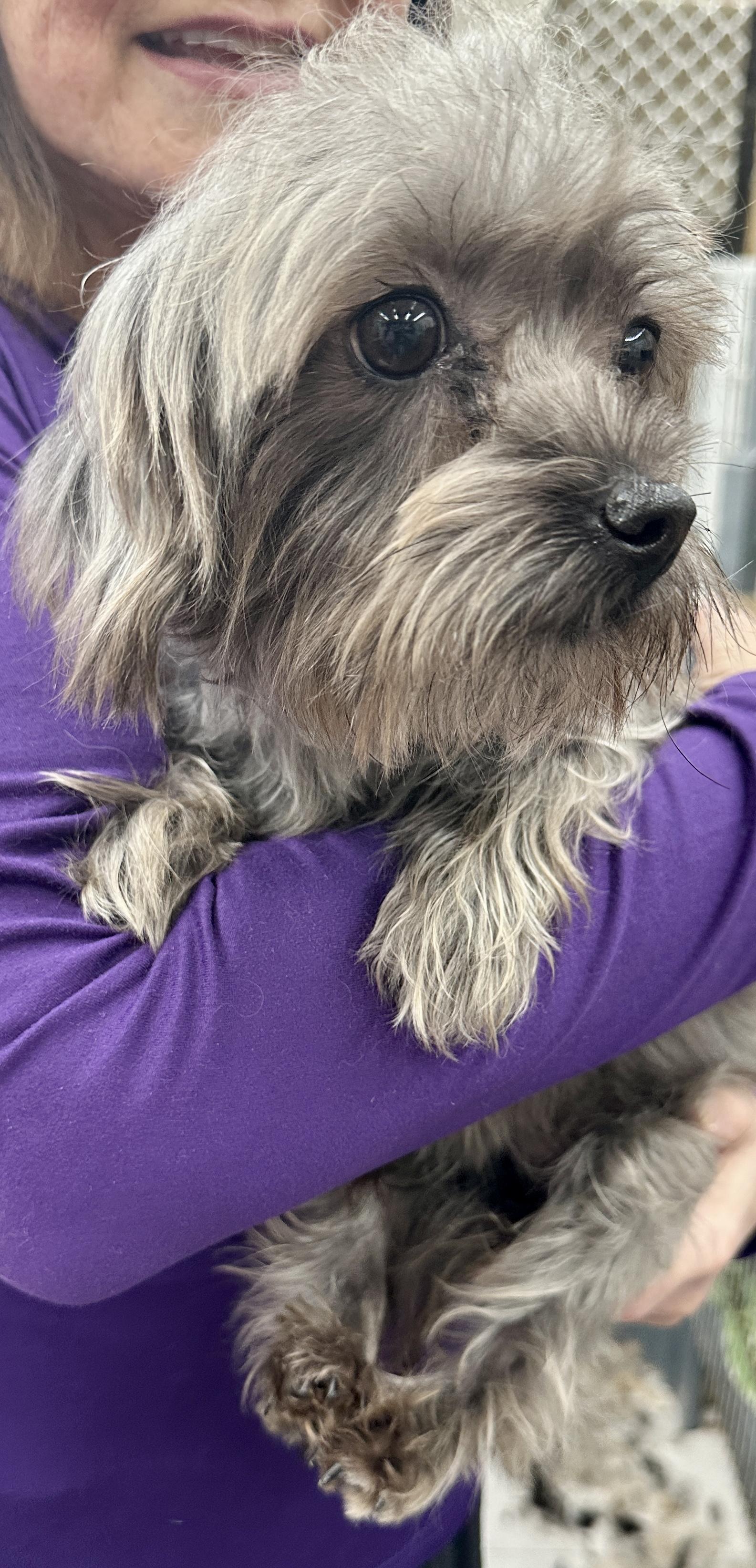 Enlarge Autumn , an adopted mixed breed in West Palm Beach, FL image 3/6