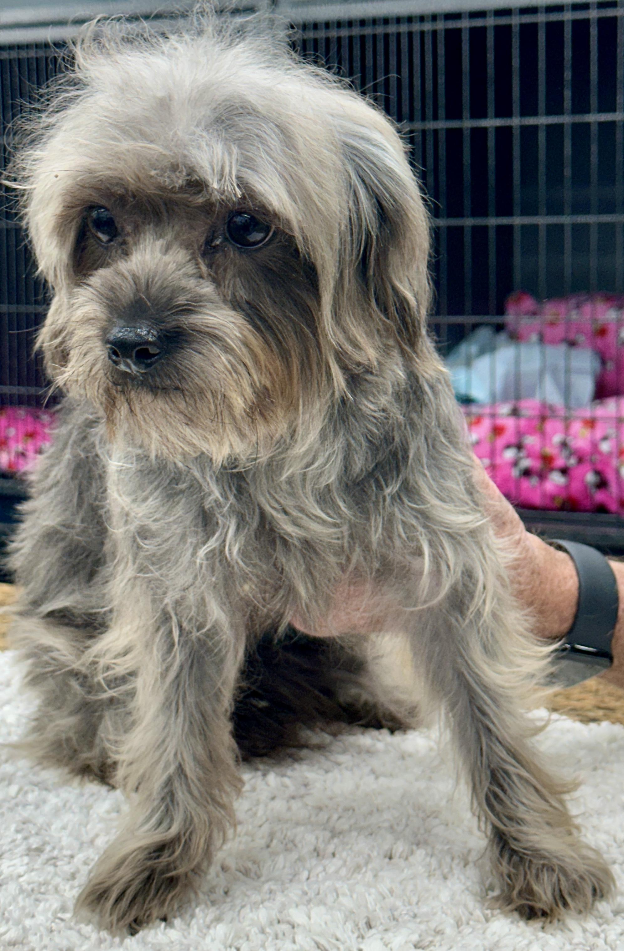 Autumn , adopted, Young Female Maltese & Shih Tzu.