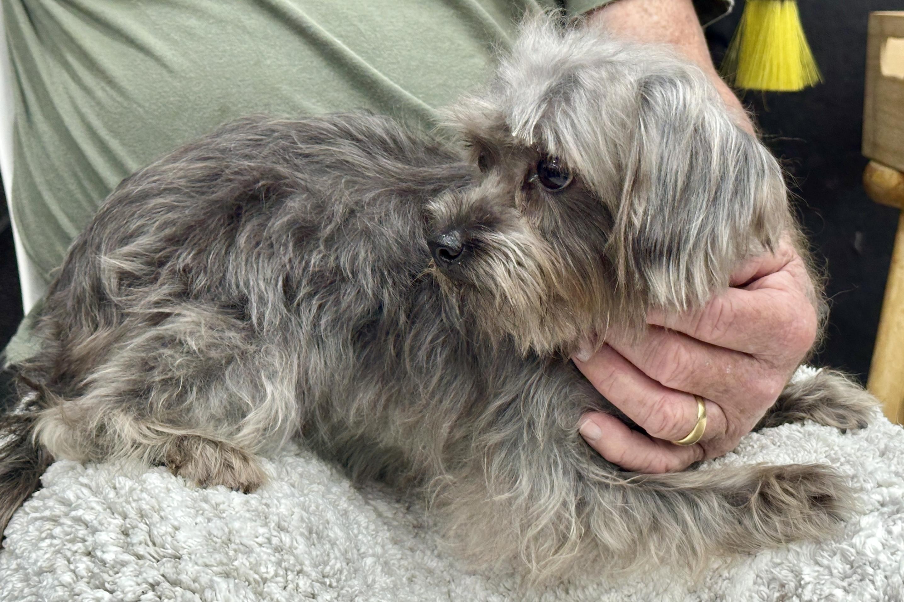 Enlarge Autumn , an adopted mixed breed in West Palm Beach, FL image 2/6