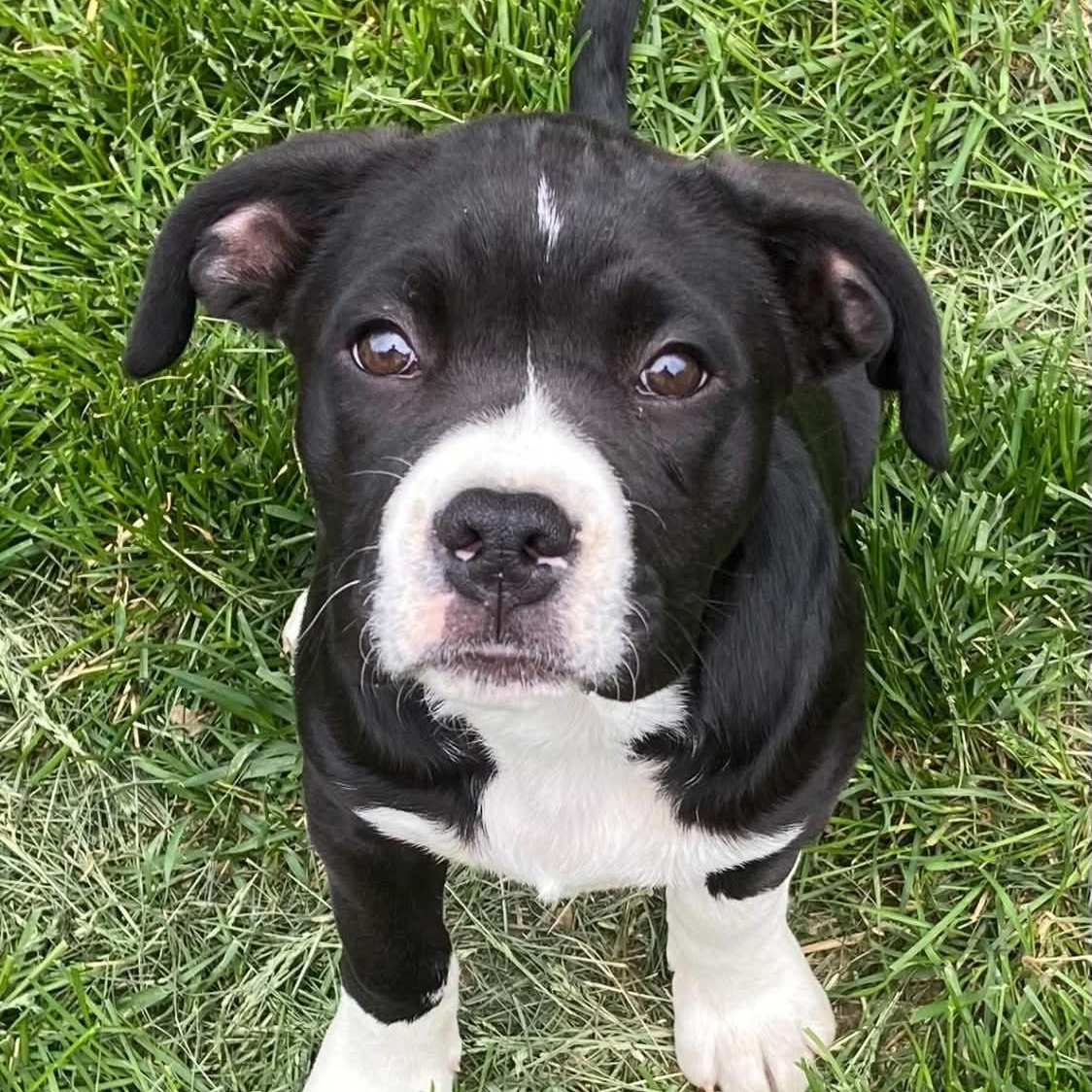 October, ADOPTABLE, Puppy Female Boxer.