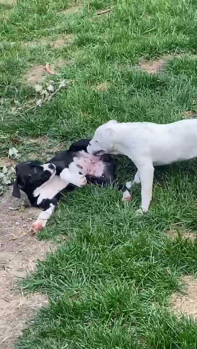 Enlarge October, a ADOPTABLE mixed breed in Cedar Rapids, IA video 2/6