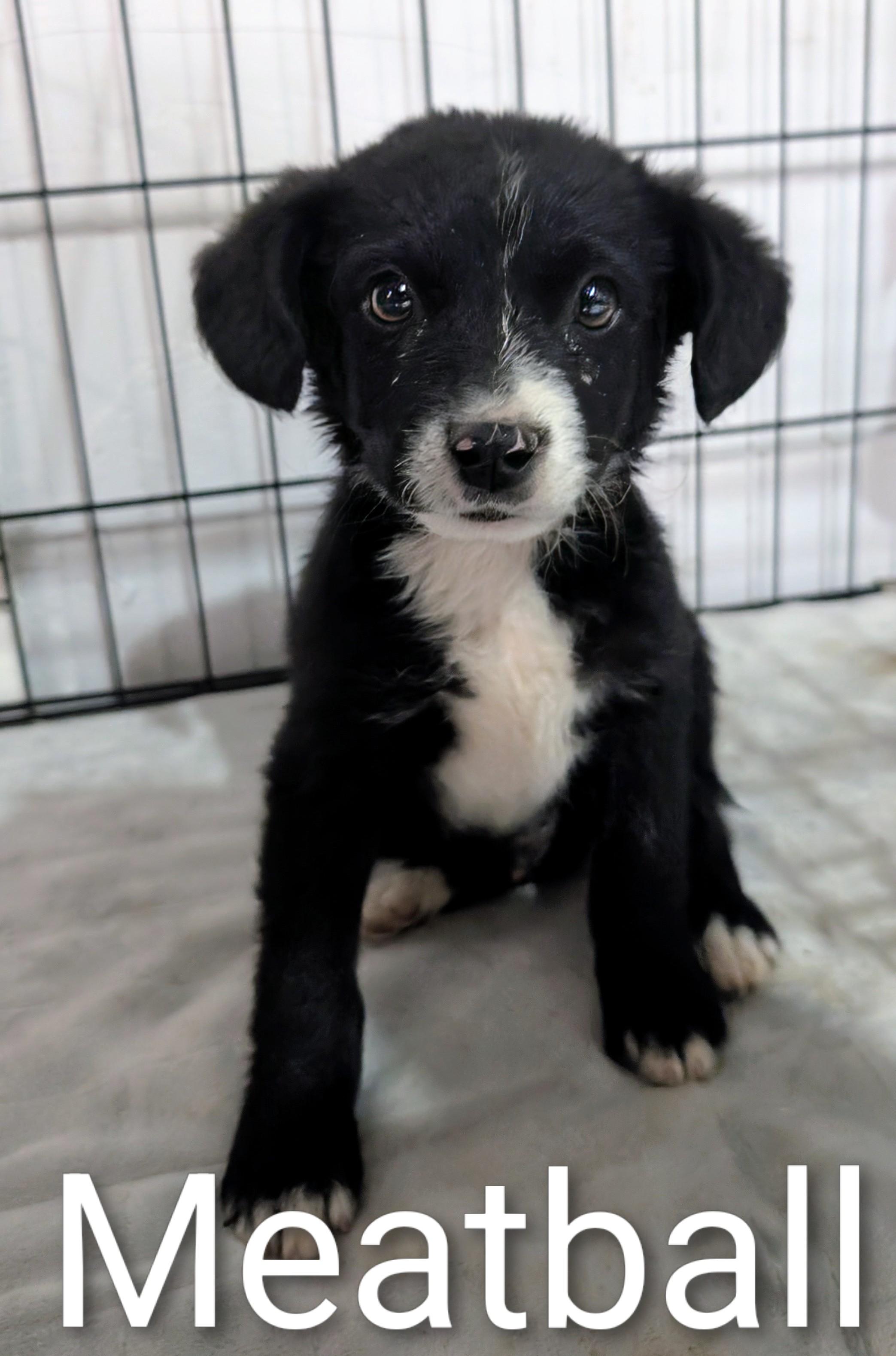 Meatball , a ADOPTABLE mixed breed in Saint David, AZ image 1/2