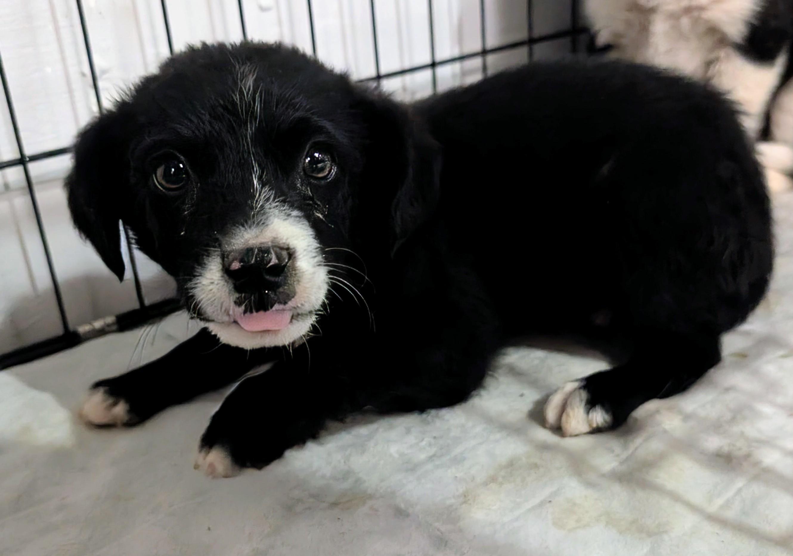 Meatball , a ADOPTABLE mixed breed in Saint David, AZ image 2/2