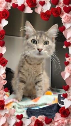 Enlarge Pheobe, an adopted Domestic Long Hair in Joshua, TX image 1/1