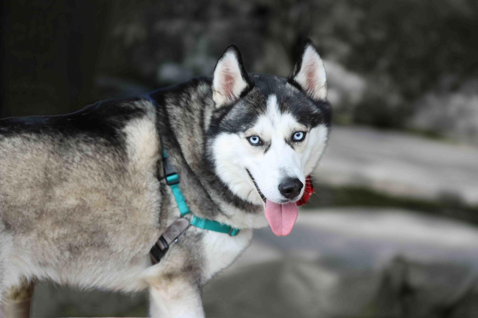 Casper, Adoptable, Young Male Siberian Husky.