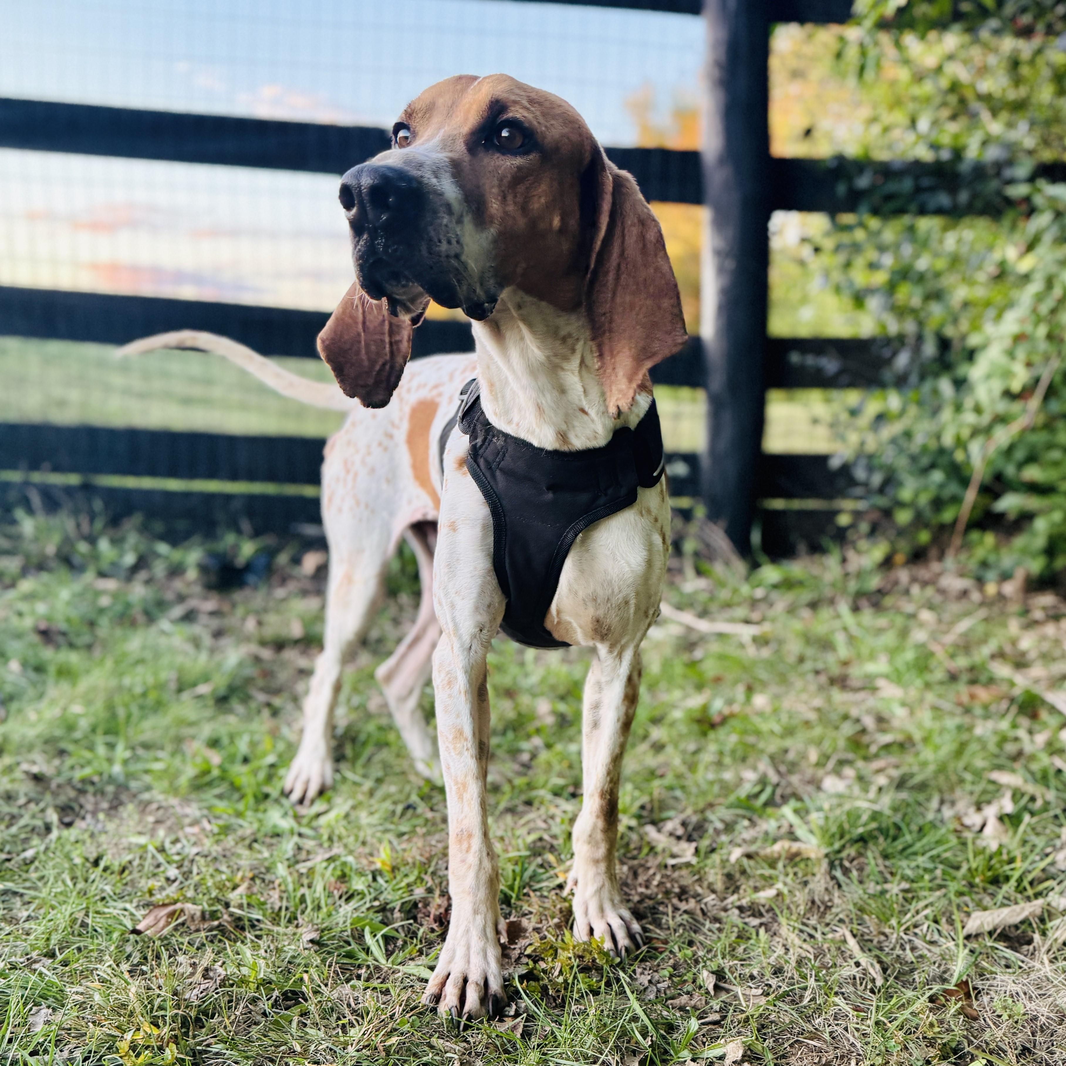 Enlarge Red - Loves Toys!, an adoptable English Coonhound in North Bay, ON image 1/6