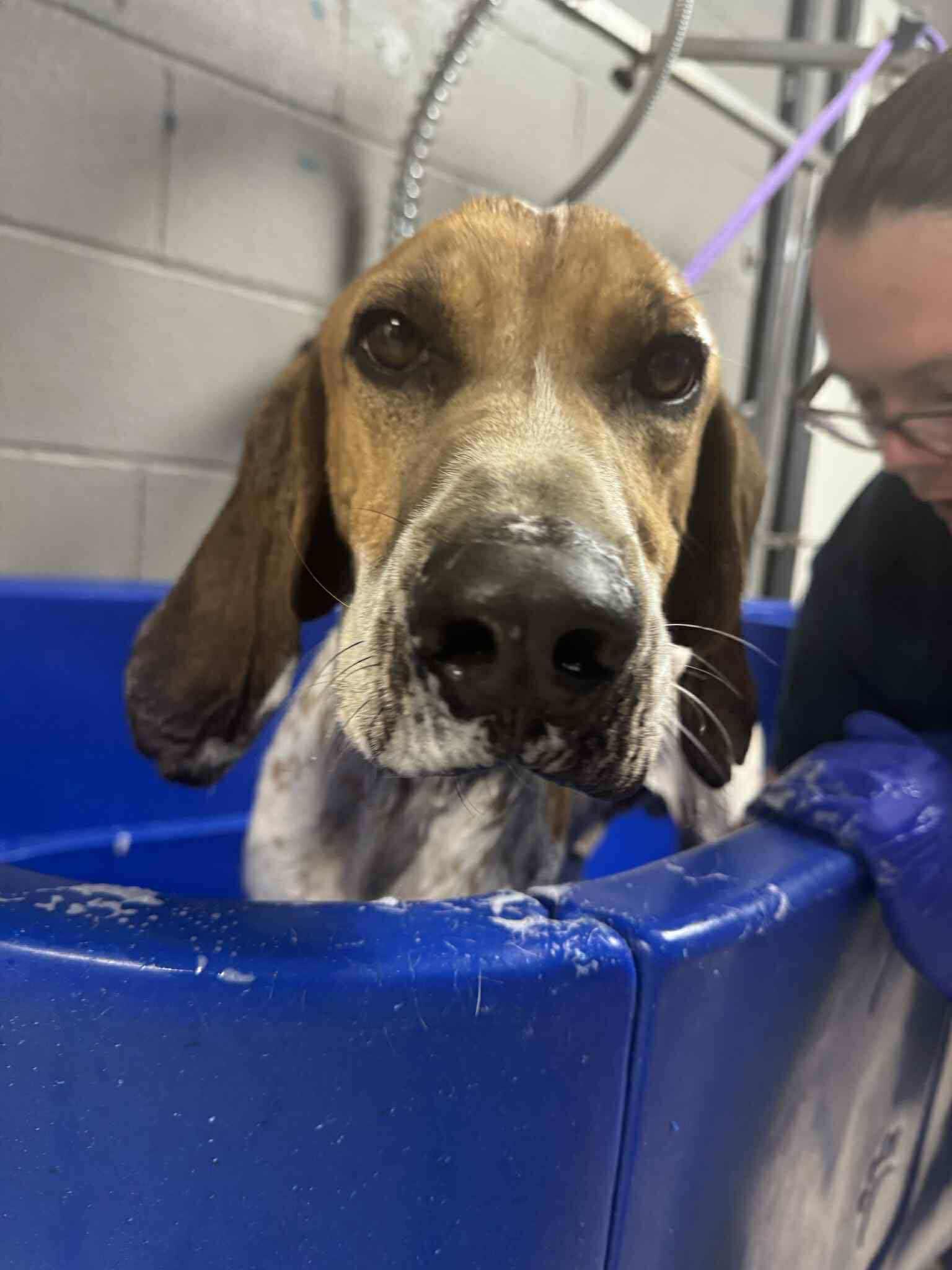 Enlarge Red - Loves Toys!, an adoptable English Coonhound in North Bay, ON image 4/6