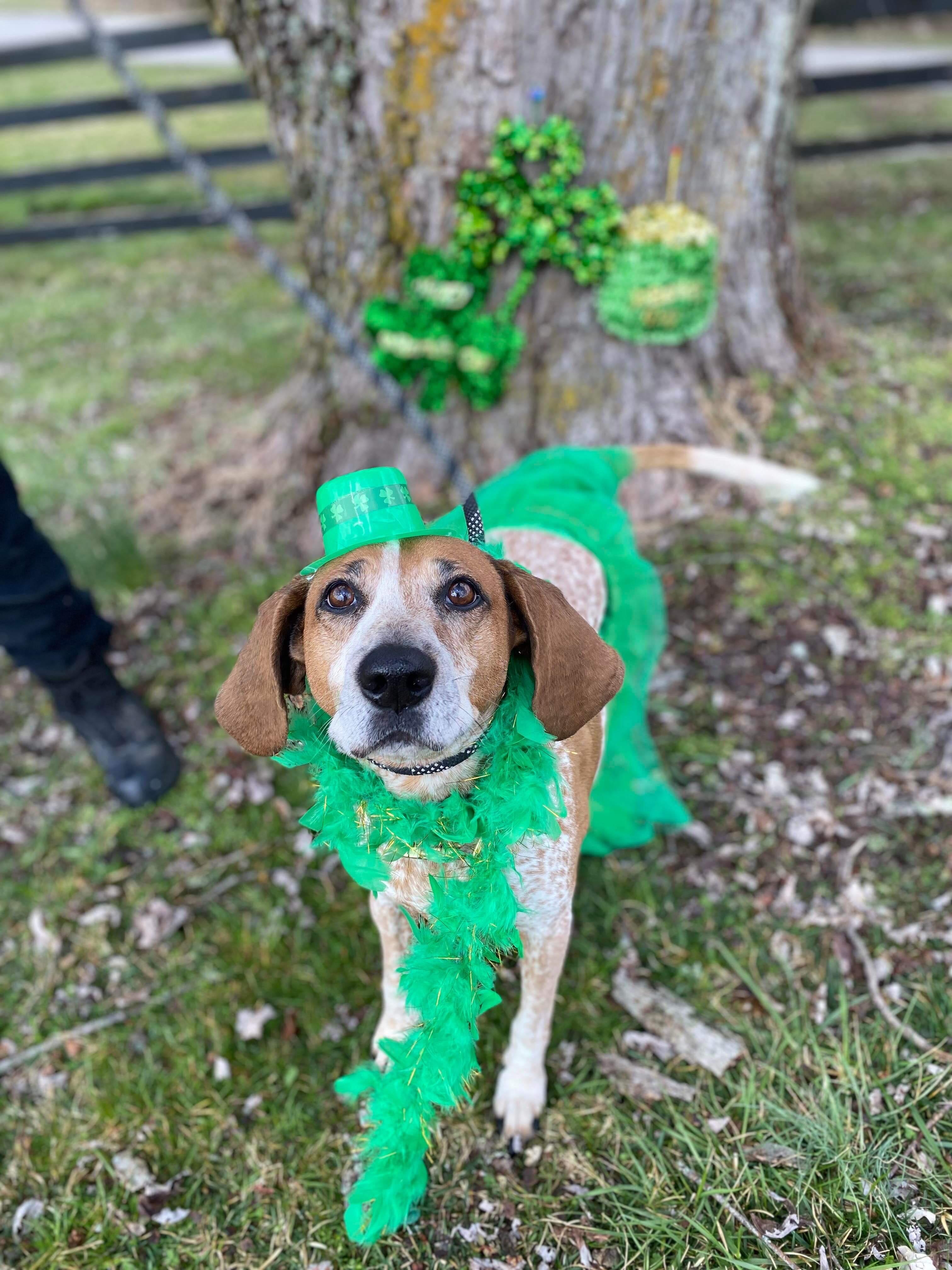 Enlarge Red - Loving Companion, a Adoptable English Coonhound in North Bay, ON image 2/6