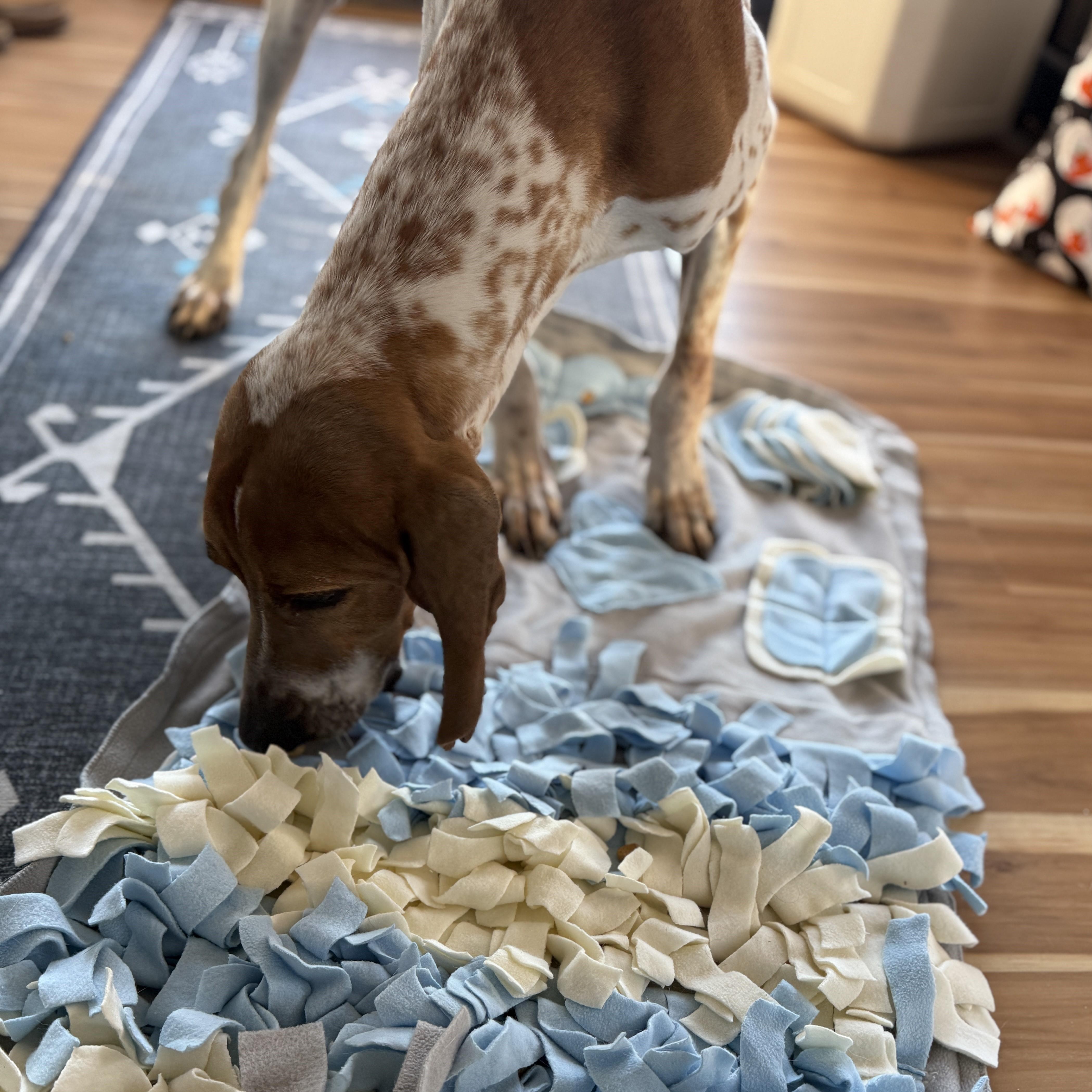 Enlarge Red - Loves Toys!, an adoptable English Coonhound in North Bay, ON image 5/6