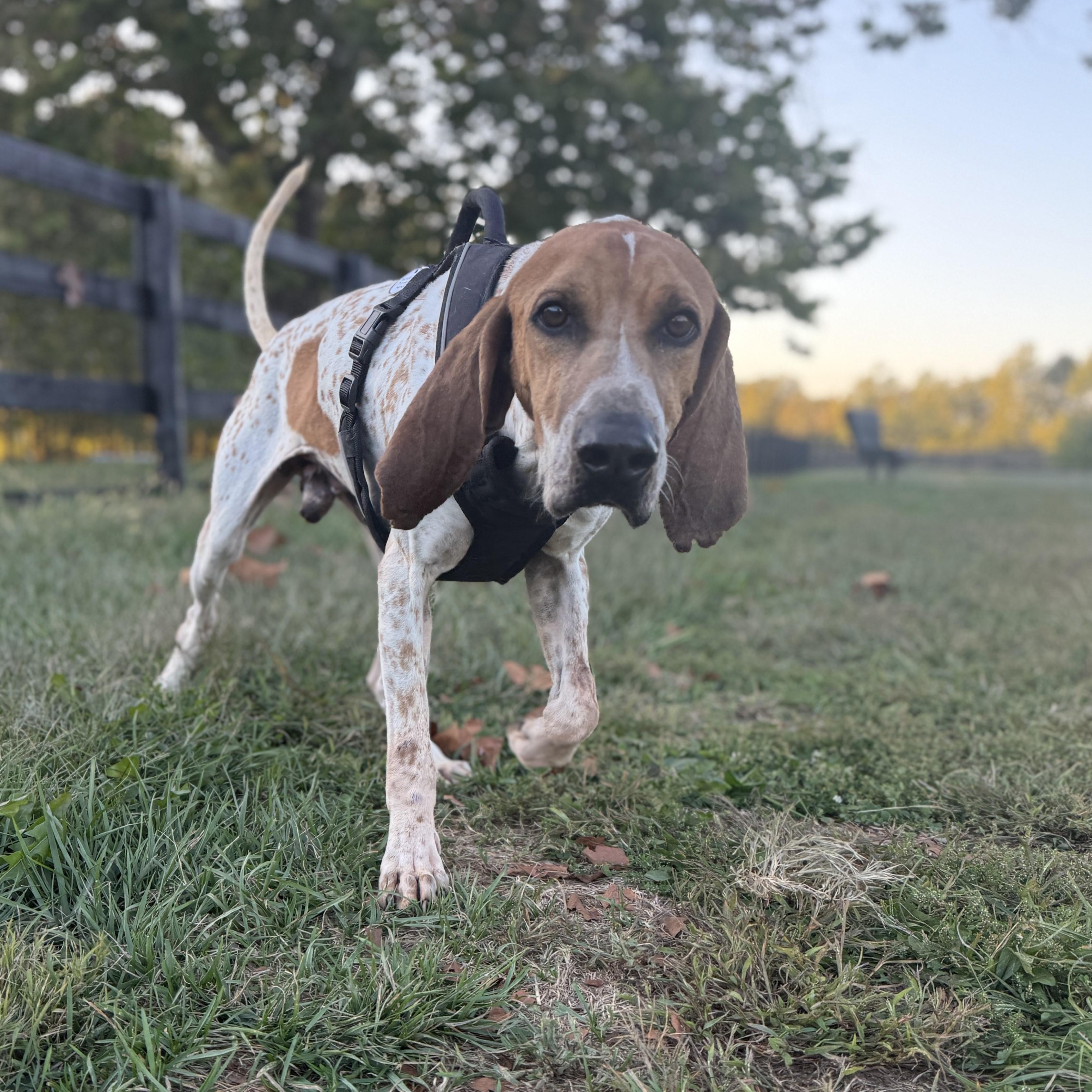 Red - Loving Companion, Adoptable, Adult Male English Coonhound.