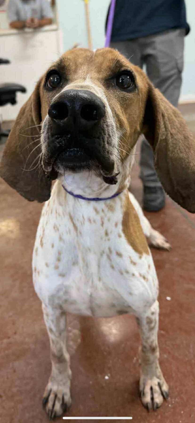 Enlarge Red - Loves Toys!, an adoptable English Coonhound in North Bay, ON image 6/6