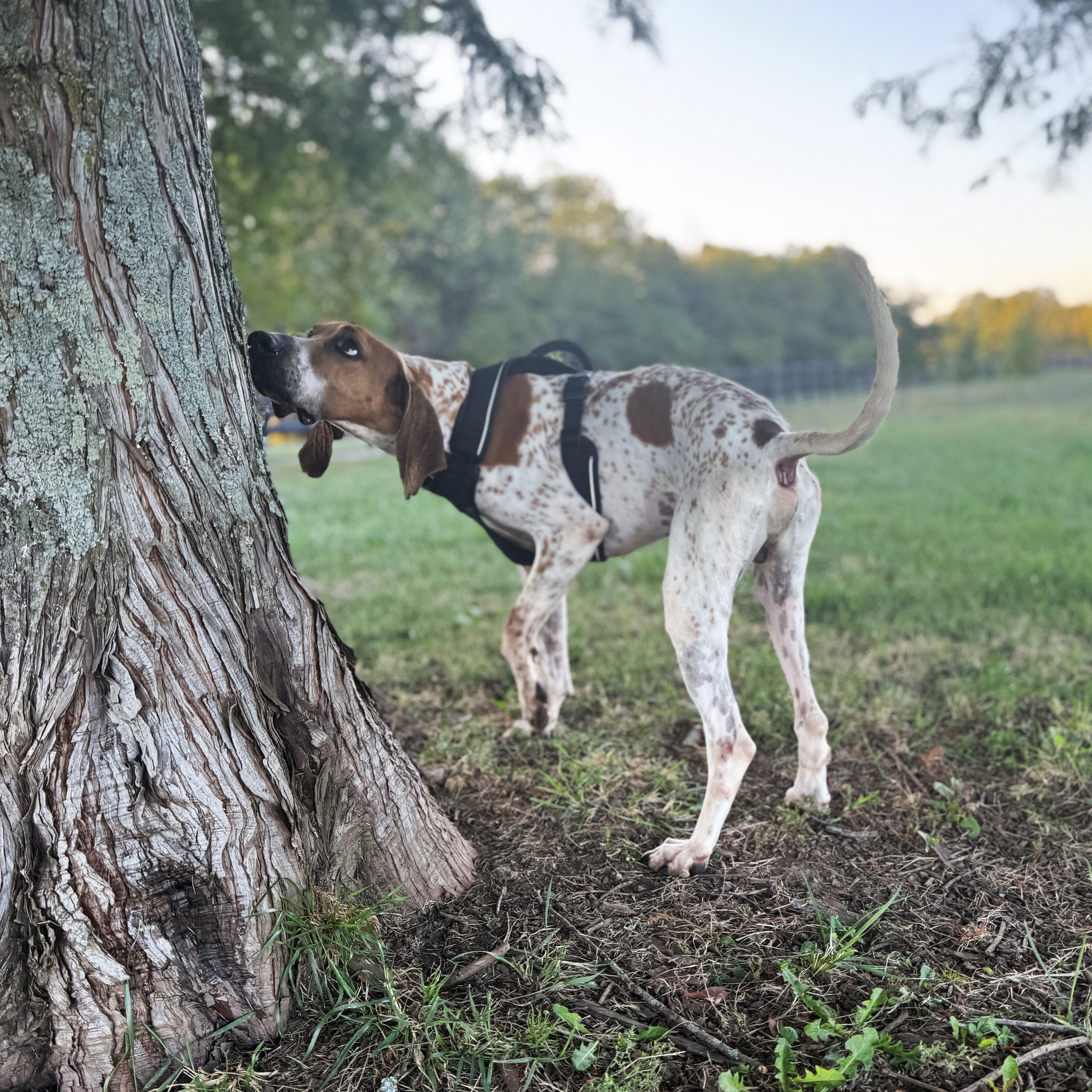 Red - Needs a Job, adoptable, Adult Male English Coonhound.