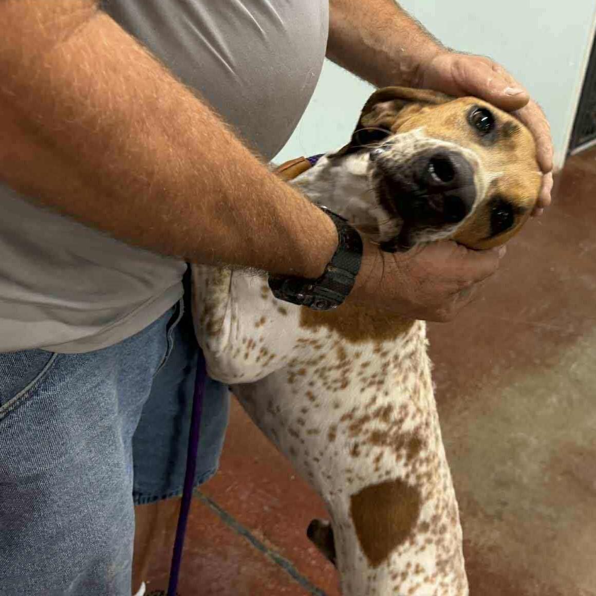 Enlarge Red - Loves Toys!, an adoptable English Coonhound in North Bay, ON image 3/6