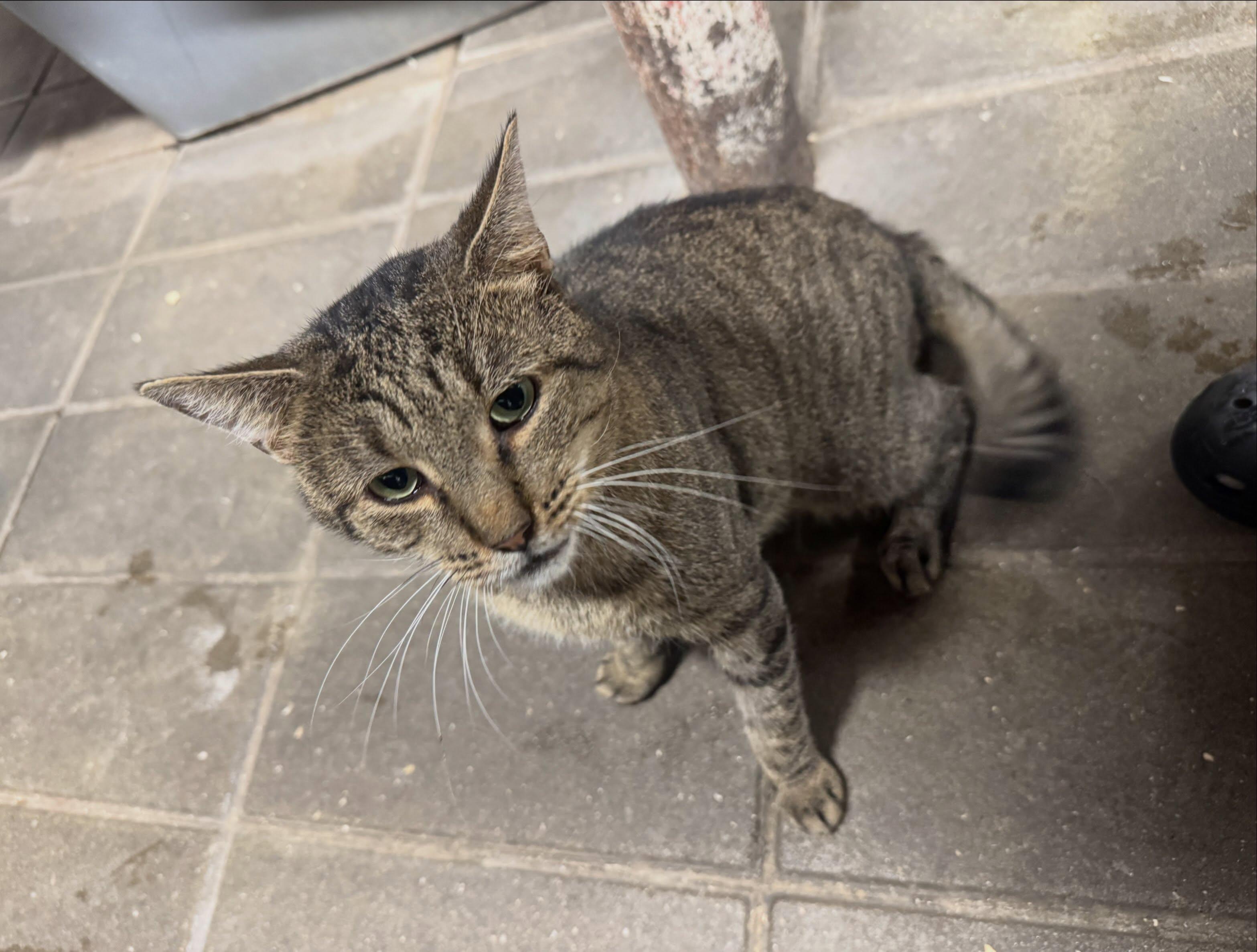 Enlarge Kirby, a Adoptable American Shorthair in East Orange, NJ image 2/3