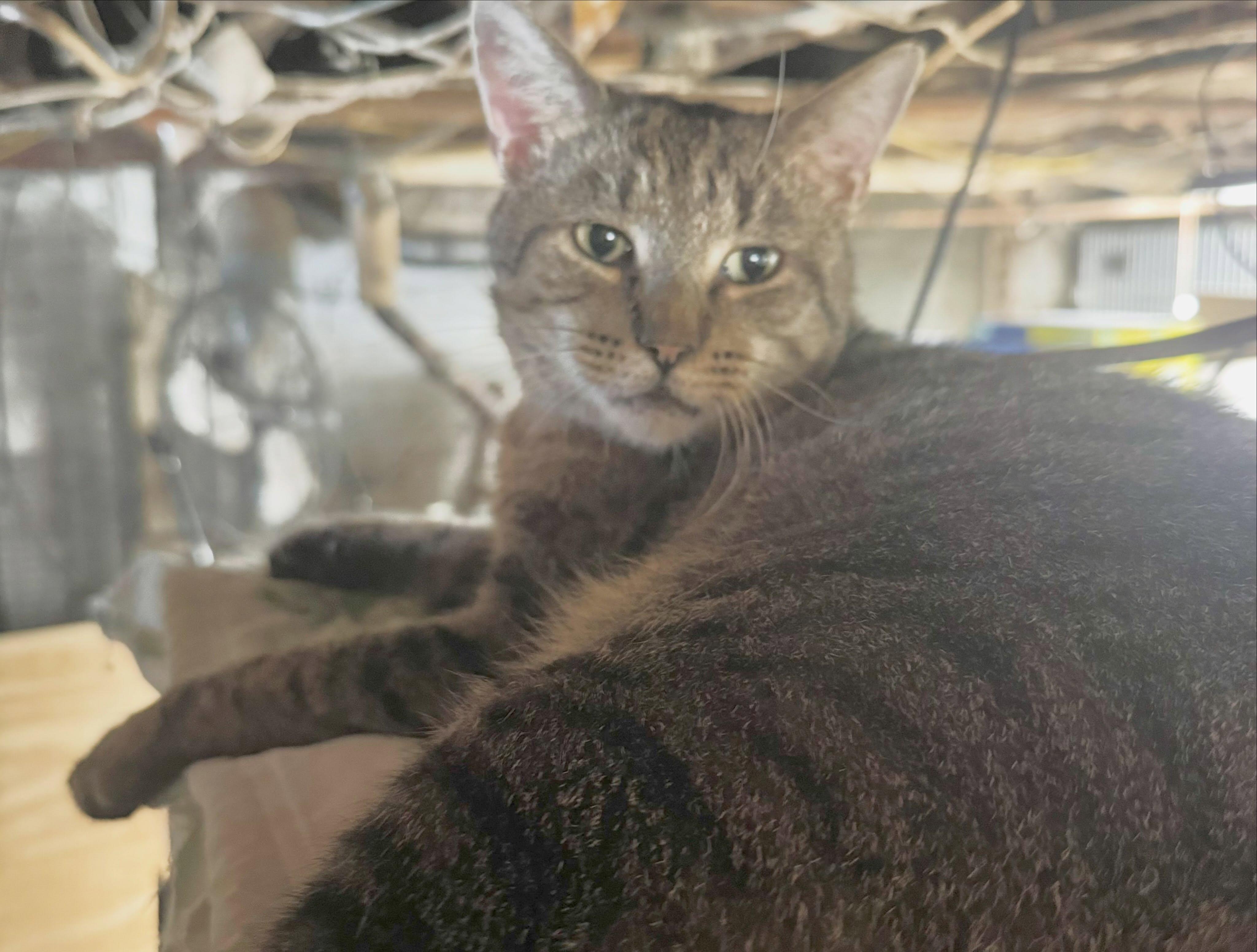 Kirby, Adoptable, Adult Male American Shorthair.