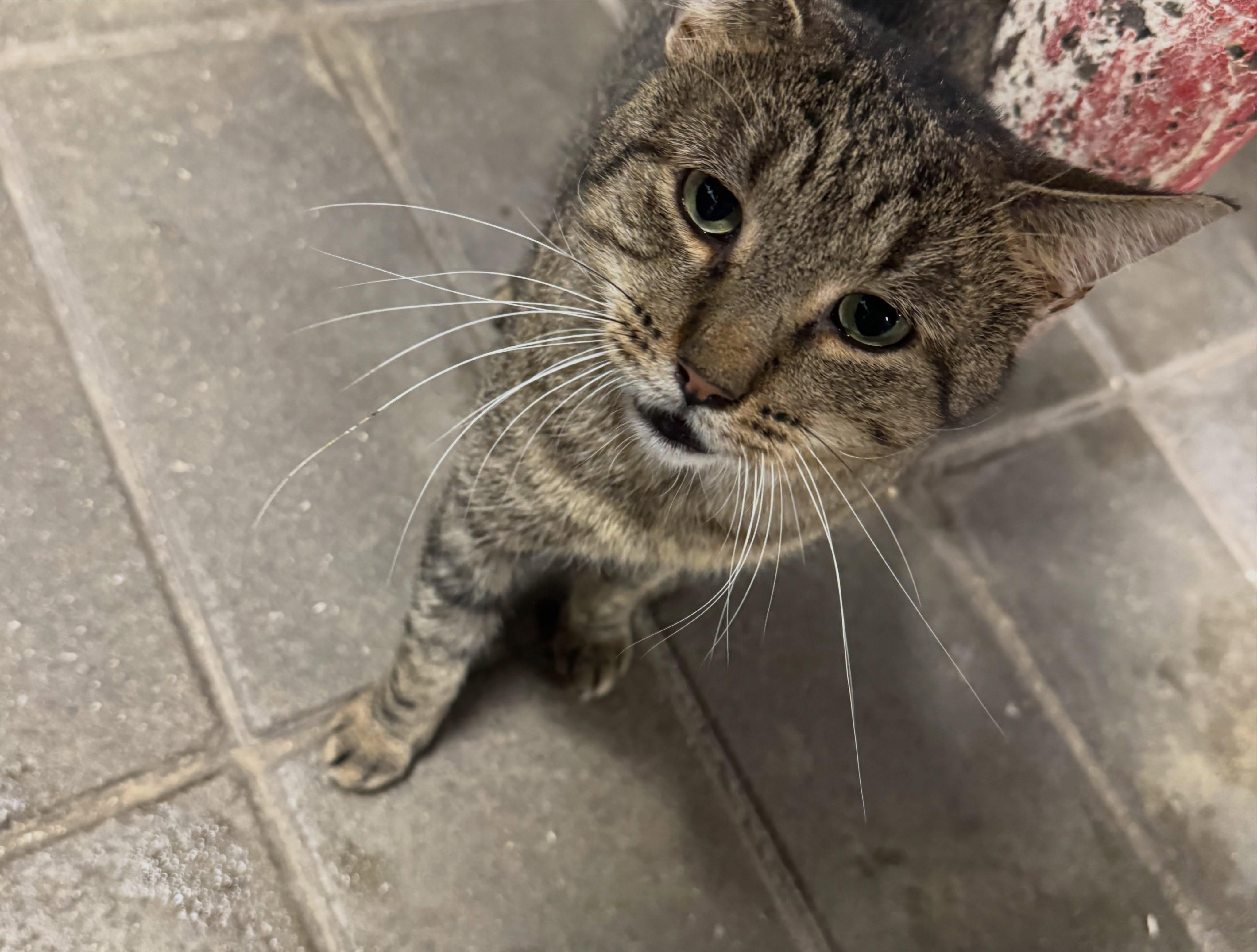 Enlarge Kirby, a Adoptable American Shorthair in East Orange, NJ image 3/3
