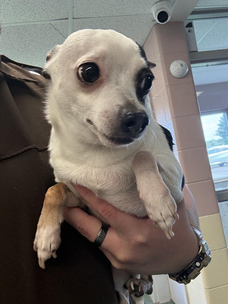 Enlarge Rocky bonded with Bella, a Adoptable Chihuahua in Elkhart , IN image 2/4