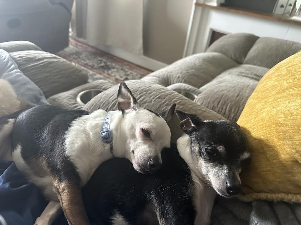 Enlarge Rocky bonded with Bella, a Adoptable Chihuahua in Elkhart , IN image 3/4