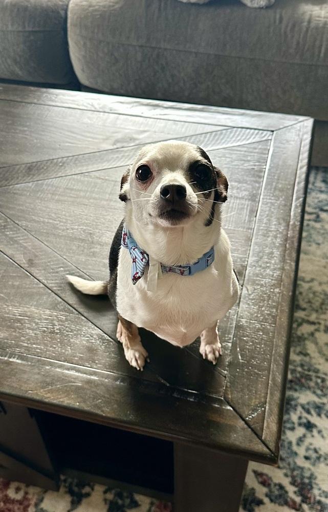 Enlarge Rocky bonded with Bella, a Adoptable Chihuahua in Elkhart , IN image 4/4