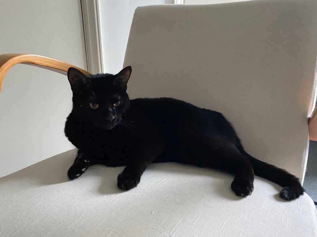 Minnie Penny, Adoptable, Adult Female Domestic Short Hair.