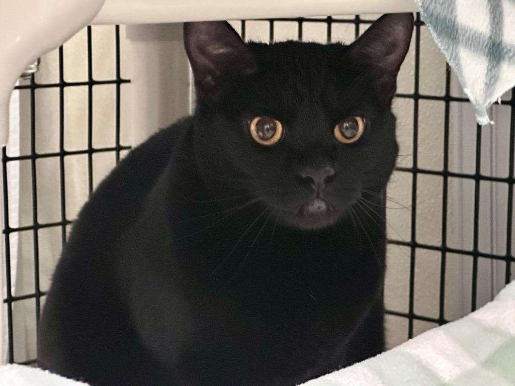 Enlarge Minnie Penny, a Adoptable mixed breed in Raleigh, NC image 2/5