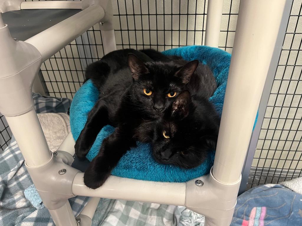 Enlarge Minnie Penny, a Adoptable mixed breed in Raleigh, NC image 3/6