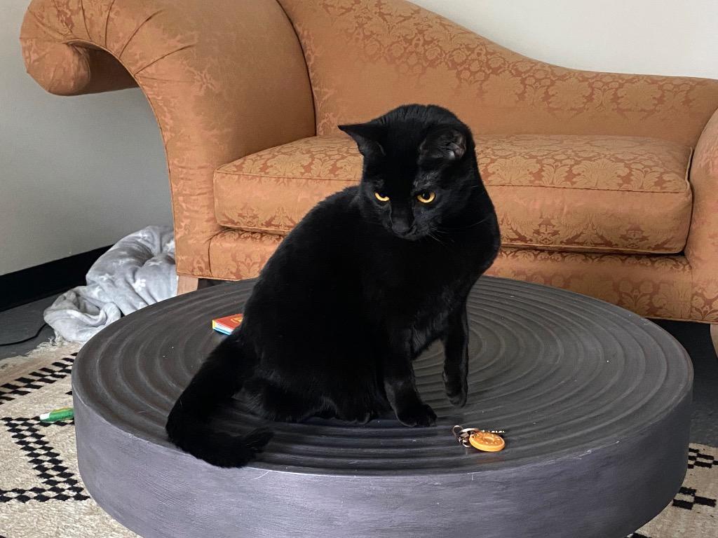 Enlarge Minnie Penny, a Adoptable mixed breed in Raleigh, NC image 3/5