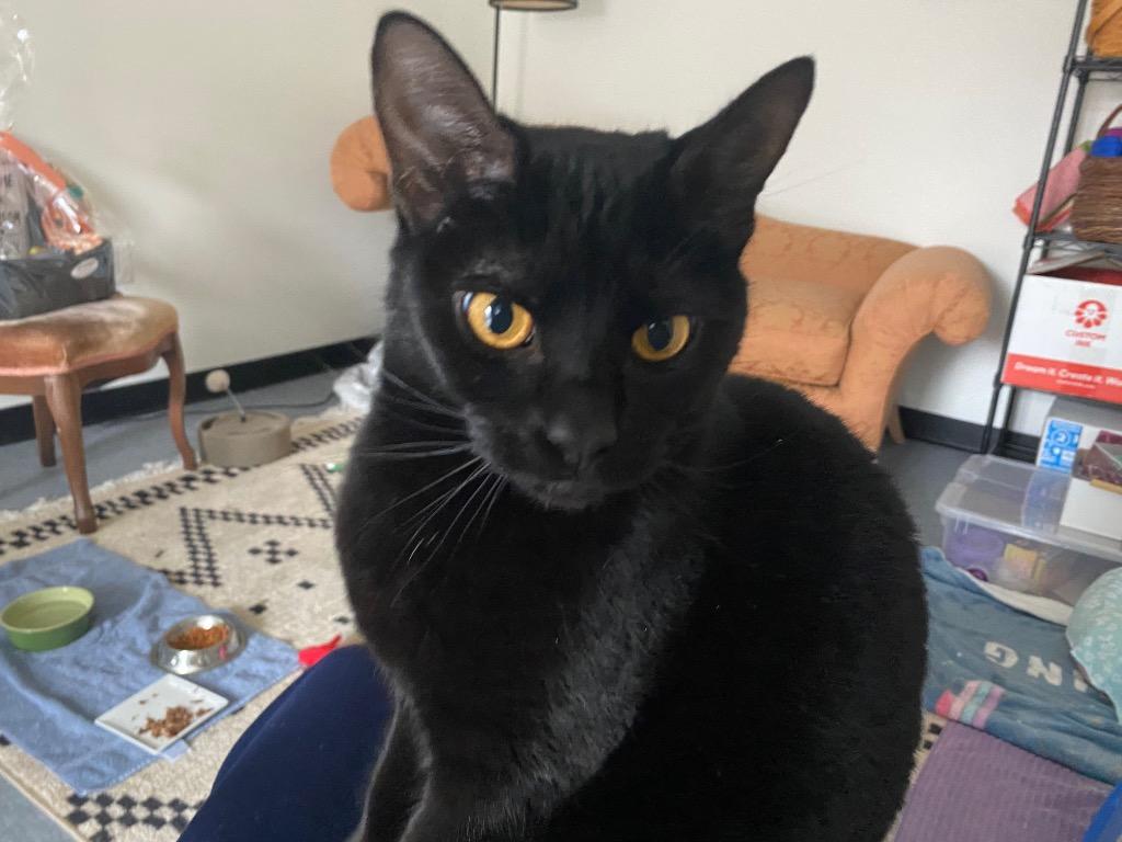 Enlarge Minnie Penny, a Adoptable mixed breed in Raleigh, NC image 4/5