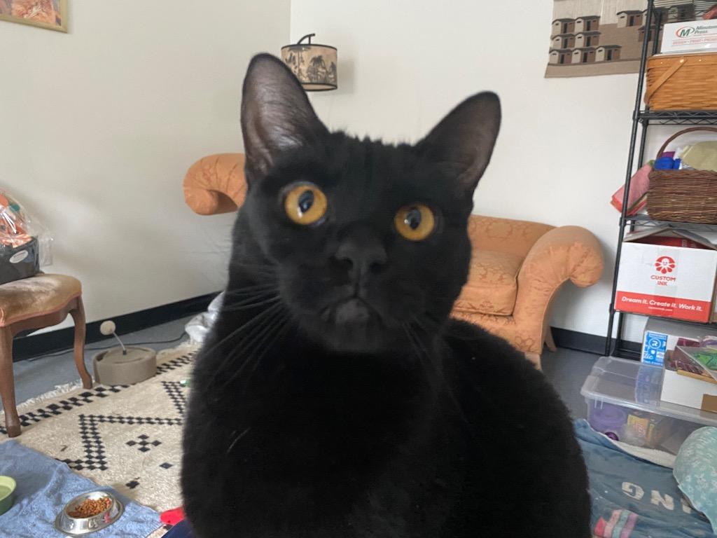 Enlarge Minnie Penny, a Adoptable mixed breed in Raleigh, NC image 5/5