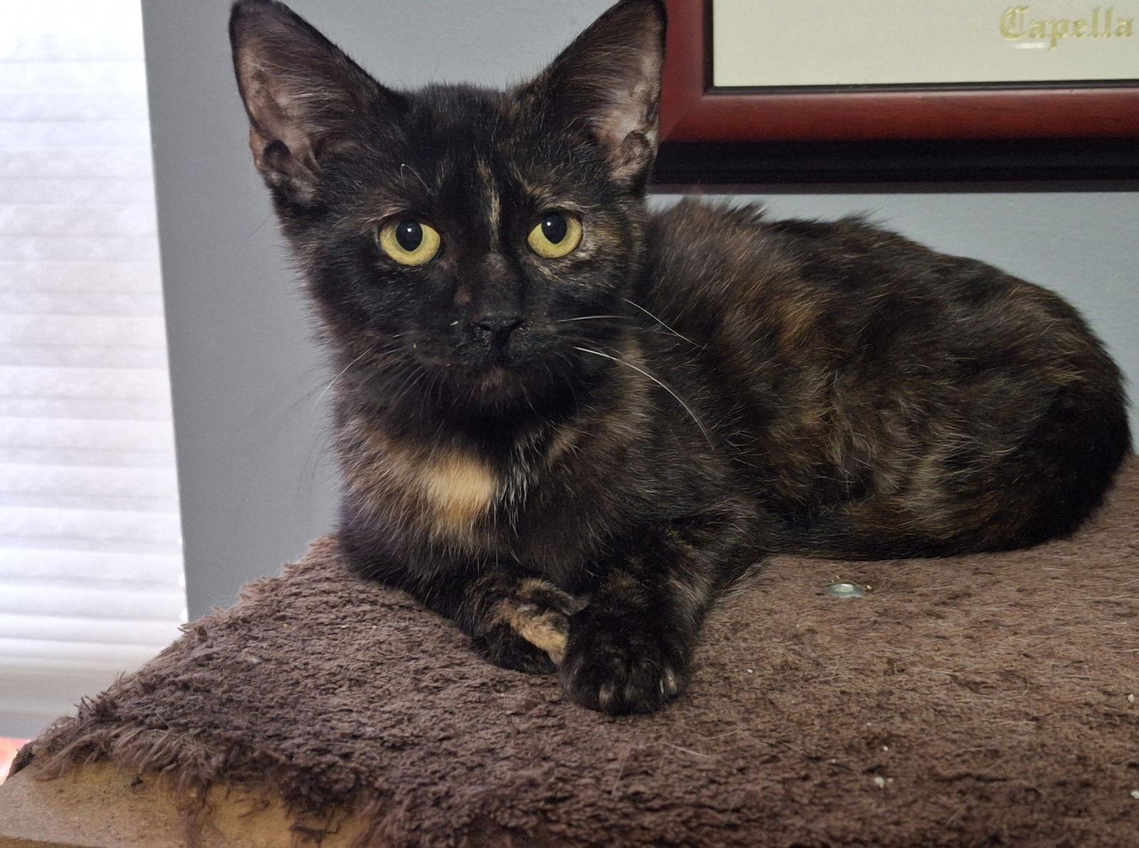 Sienna, a Adoptable Domestic Short Hair in Wheaton, IL image 1/3