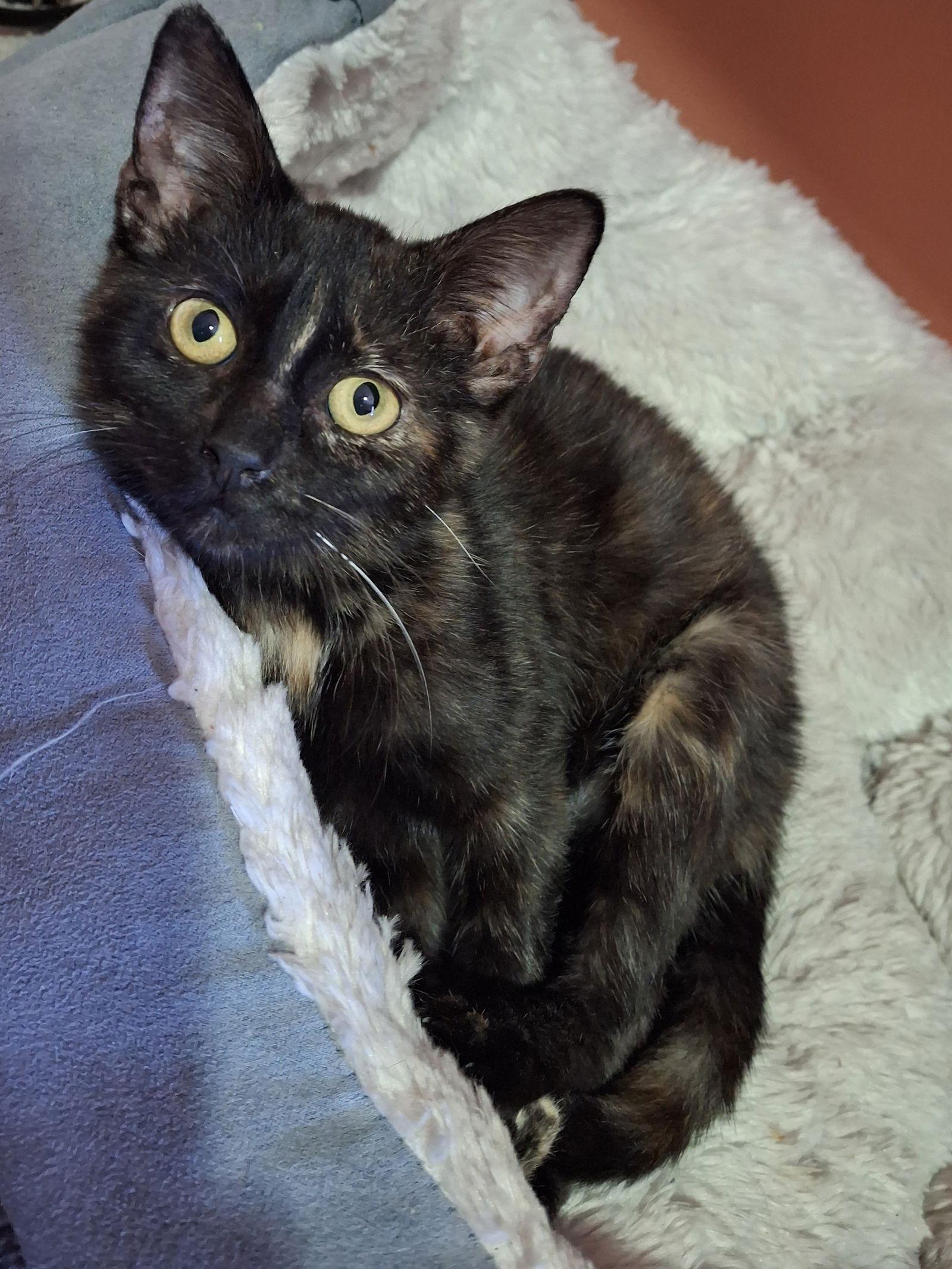 Sienna, a Adoptable Domestic Short Hair in Wheaton, IL image 2/3