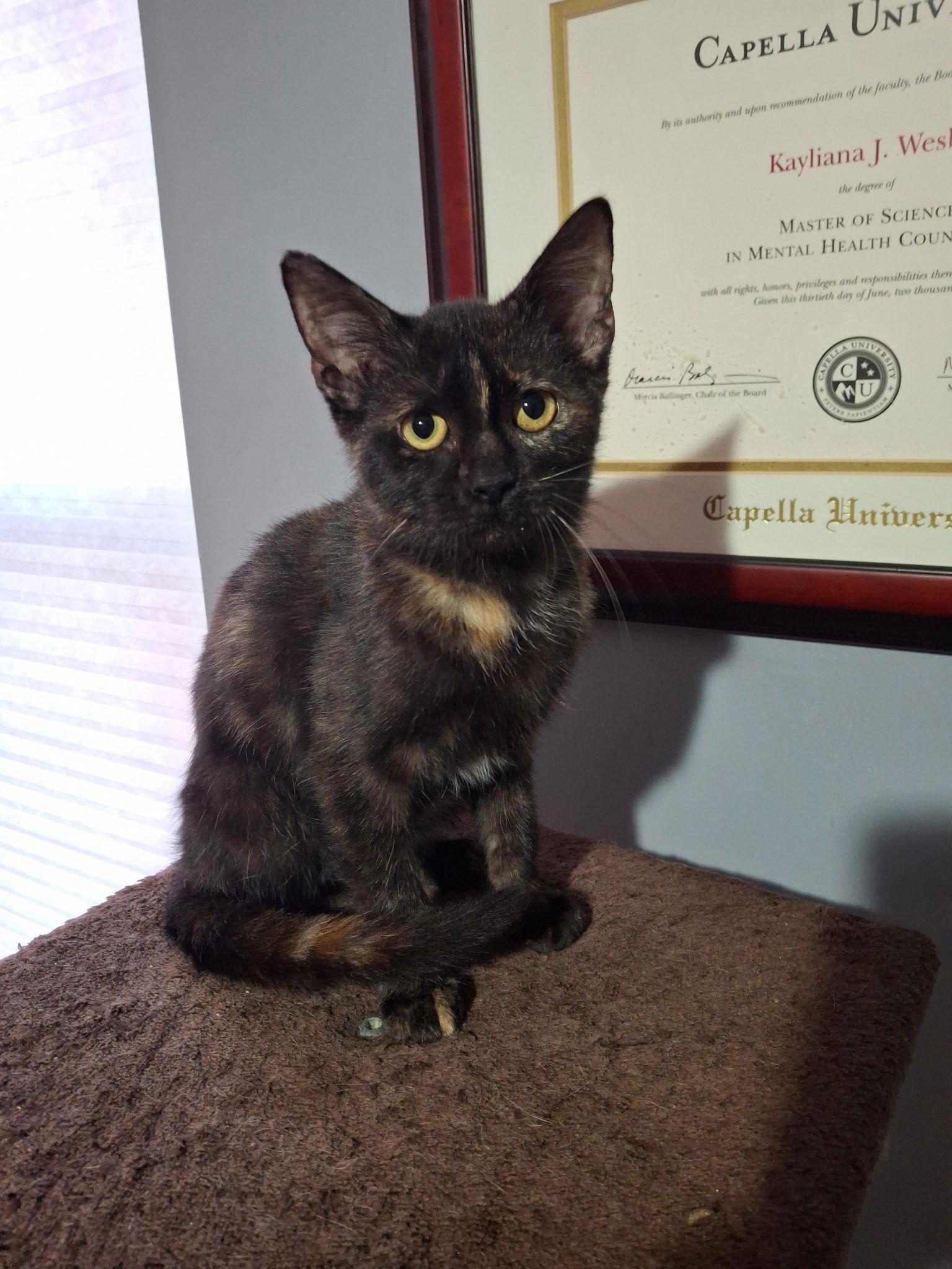 Sienna, a Adoptable Domestic Short Hair in Wheaton, IL image 3/3