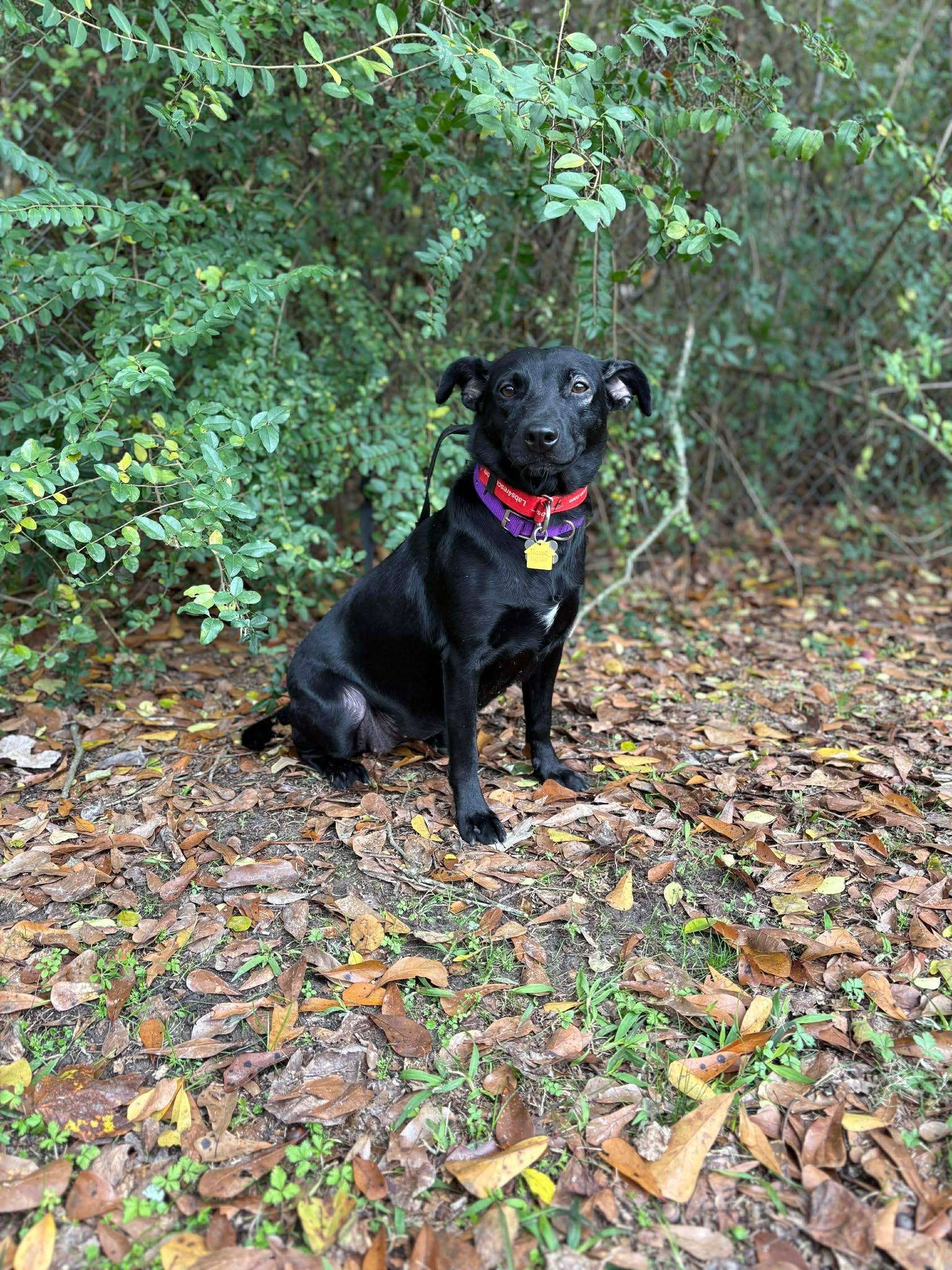 Ava #19, a ADOPTABLE mixed breed in Killingworth, CT image 4/4