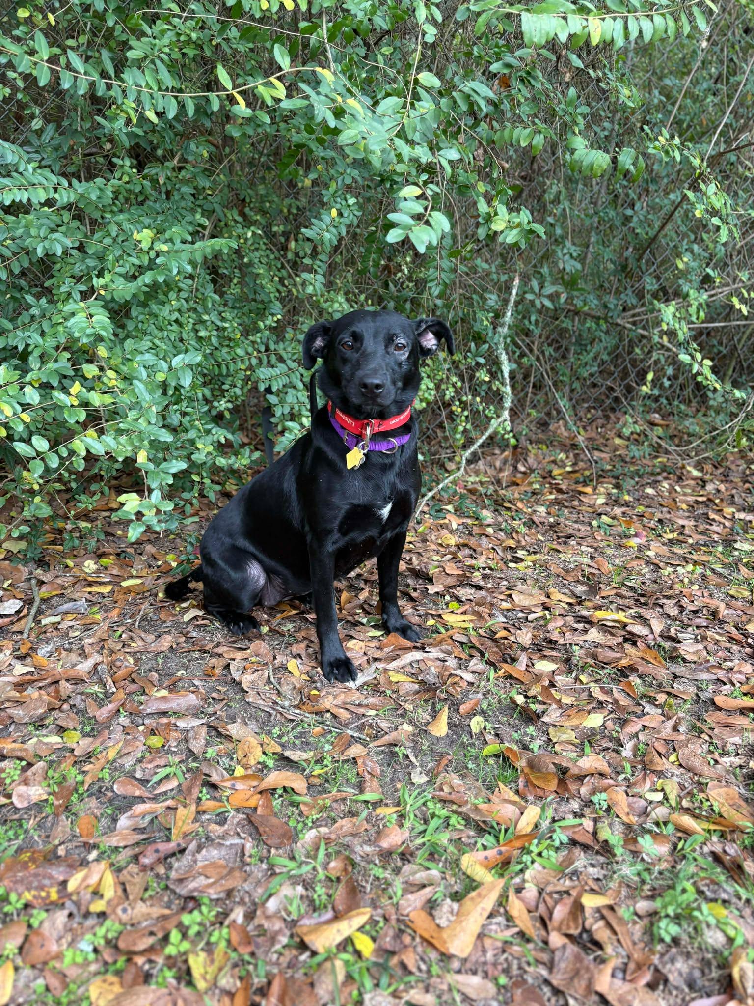 Ava #19, a ADOPTABLE mixed breed in Killingworth, CT image 2/4