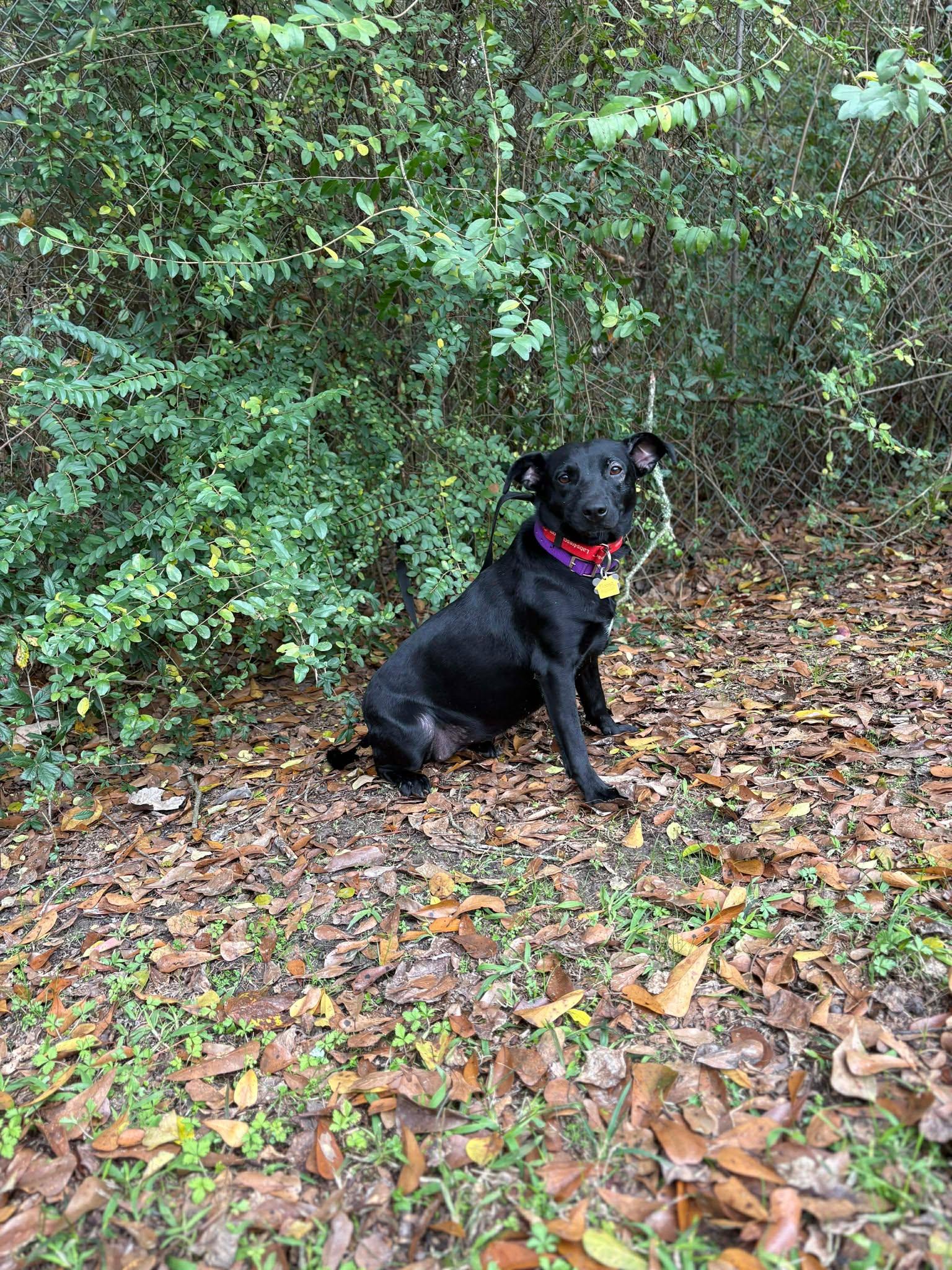 Ava #19, ADOPTABLE, Young Female Black Labrador Retriever.