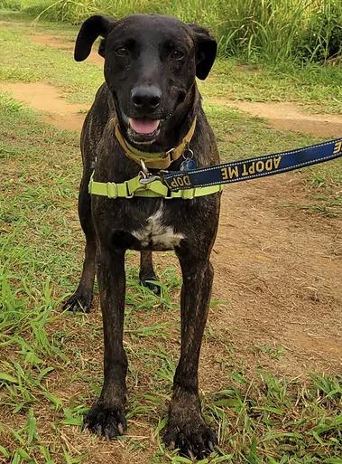 Reggie, an adoptable Black and Tan Coonhound Mix in Kapaa, HI_image-1