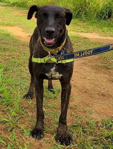 Reggie, Adoptable, Adult Male Black and Tan Coonhound.