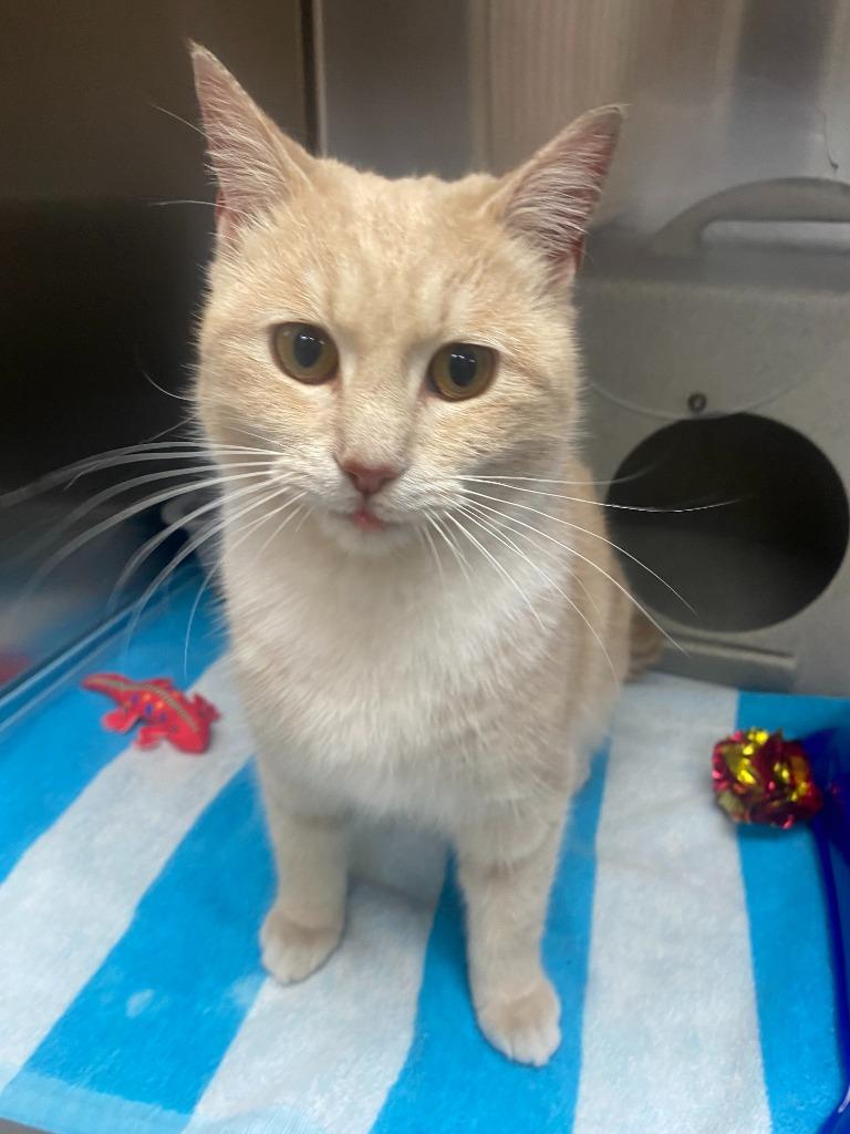 Mikaela Shiffrin, Adoptable, Young Female Domestic Short Hair.