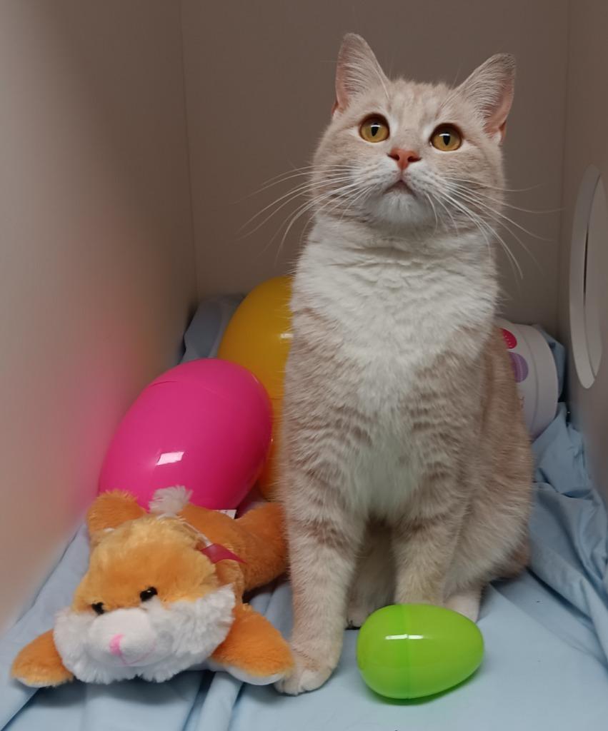 Enlarge Mikaela Shiffrin, a Adoptable mixed breed in Bryant, AR image 2/5