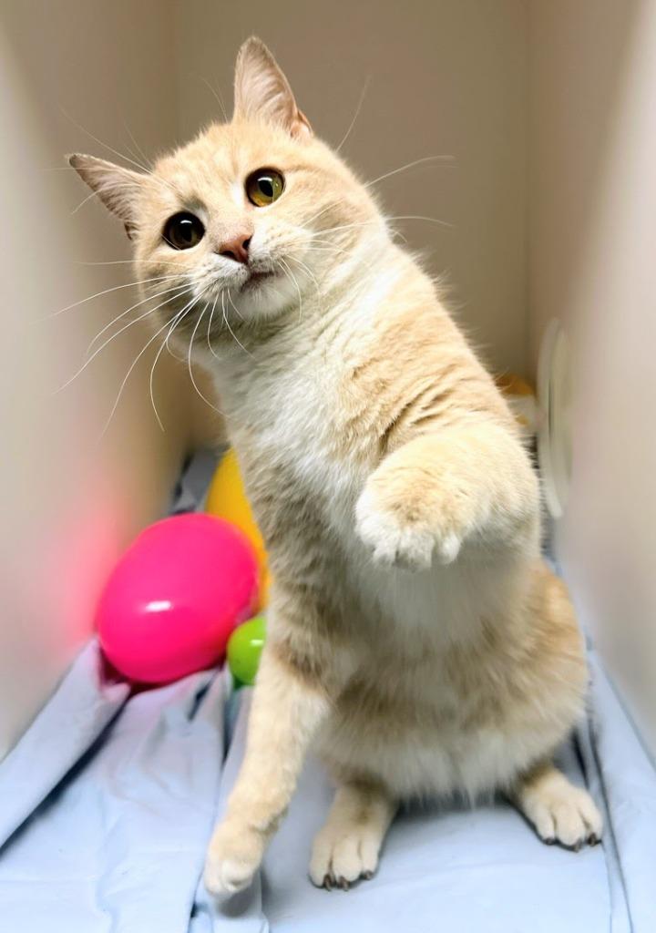 Enlarge Mikaela Shiffrin, a Adoptable mixed breed in Bryant, AR image 4/5