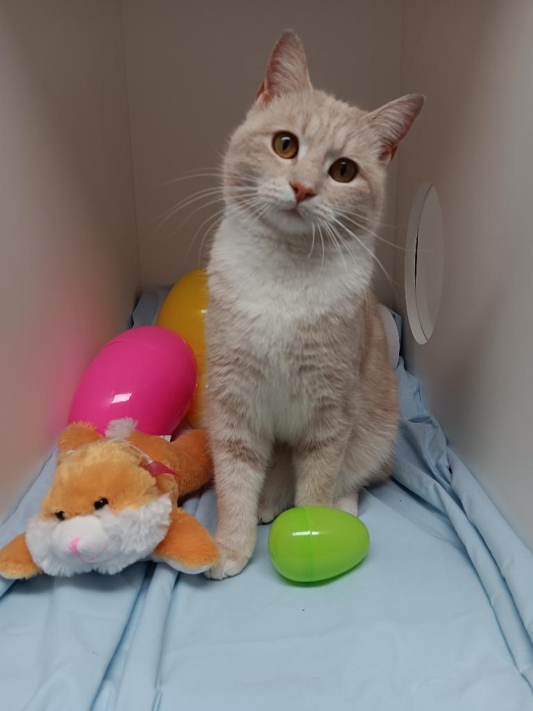 Enlarge Mikaela Shiffrin, a Adoptable mixed breed in Bryant, AR image 5/5