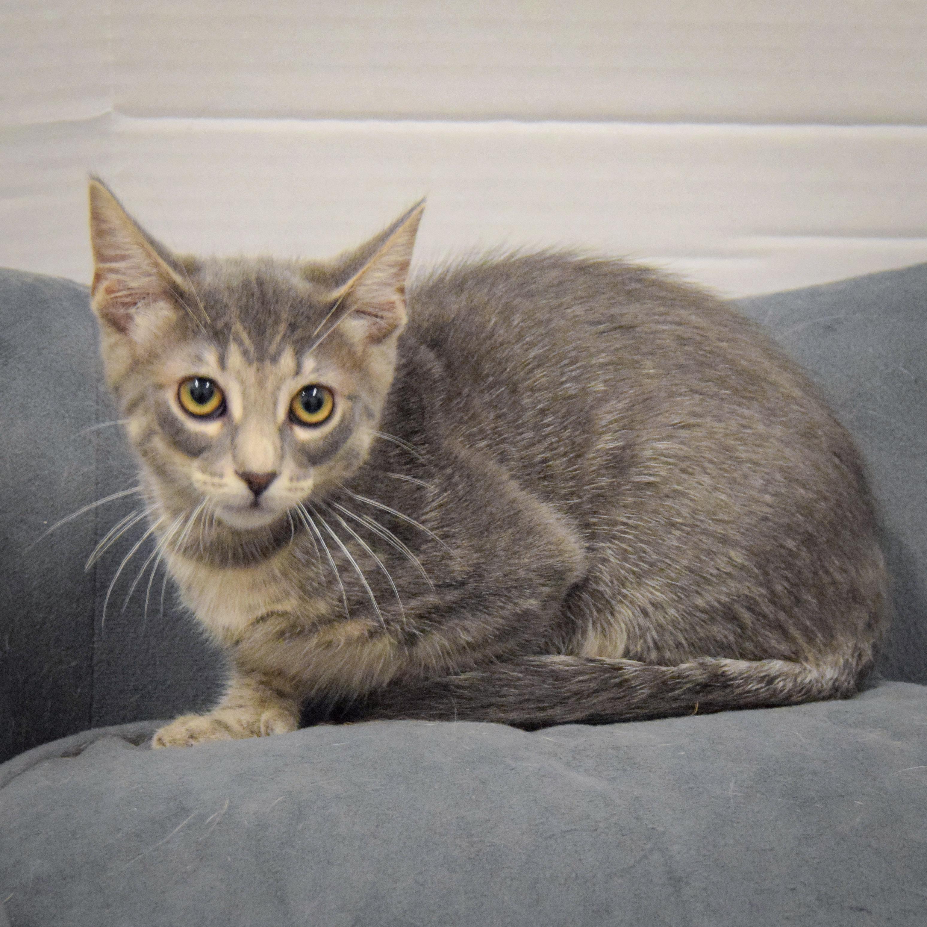 Kitty photo 3