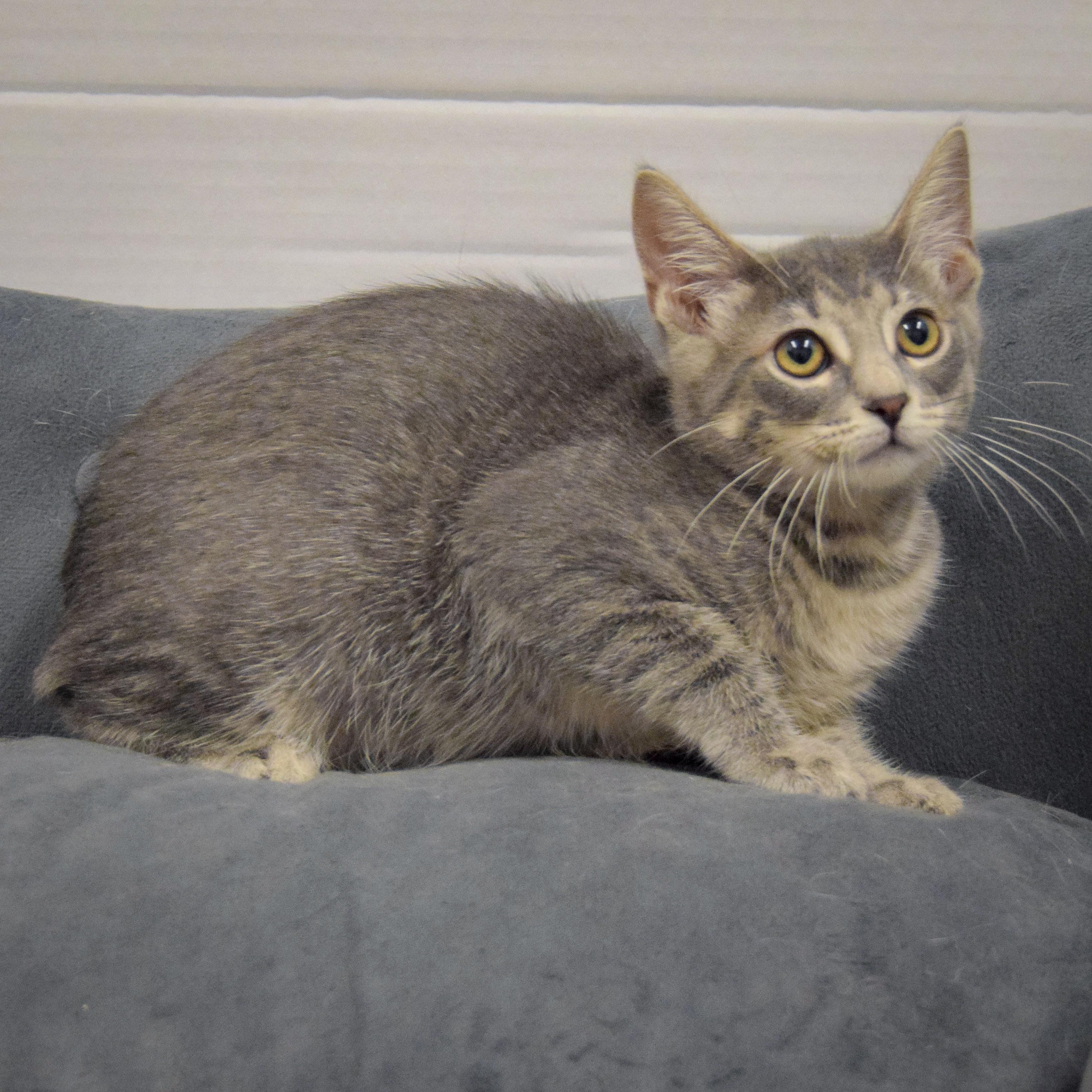 Kitty
